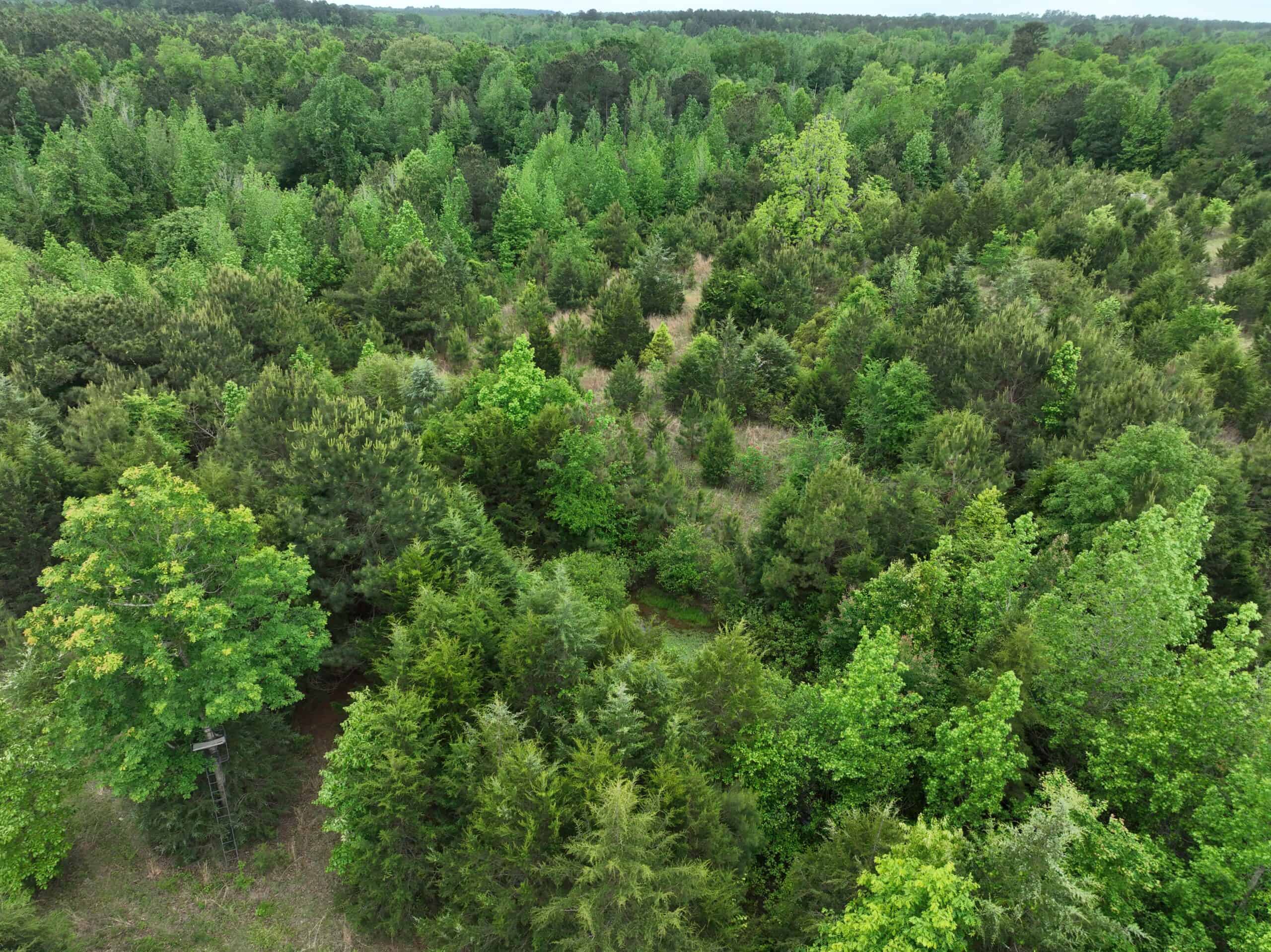 ±22 Acres with Views, Creek & Homesites Near Linden, Texas