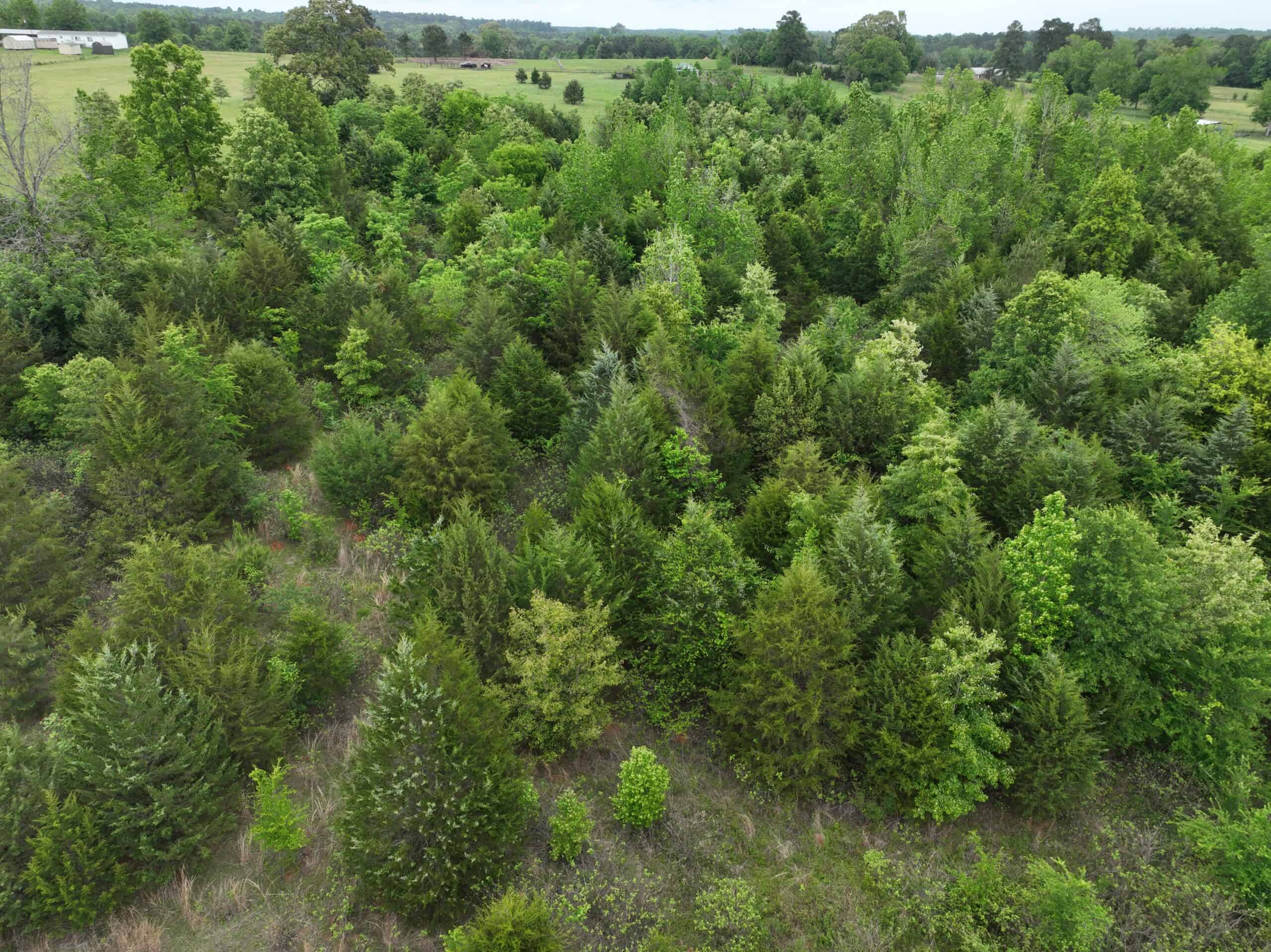 ±22 Acres with Views, Creek & Homesites Near Linden, Texas