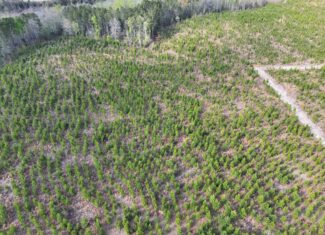 36-acre tract with multiple access points & natural features on New Forrest