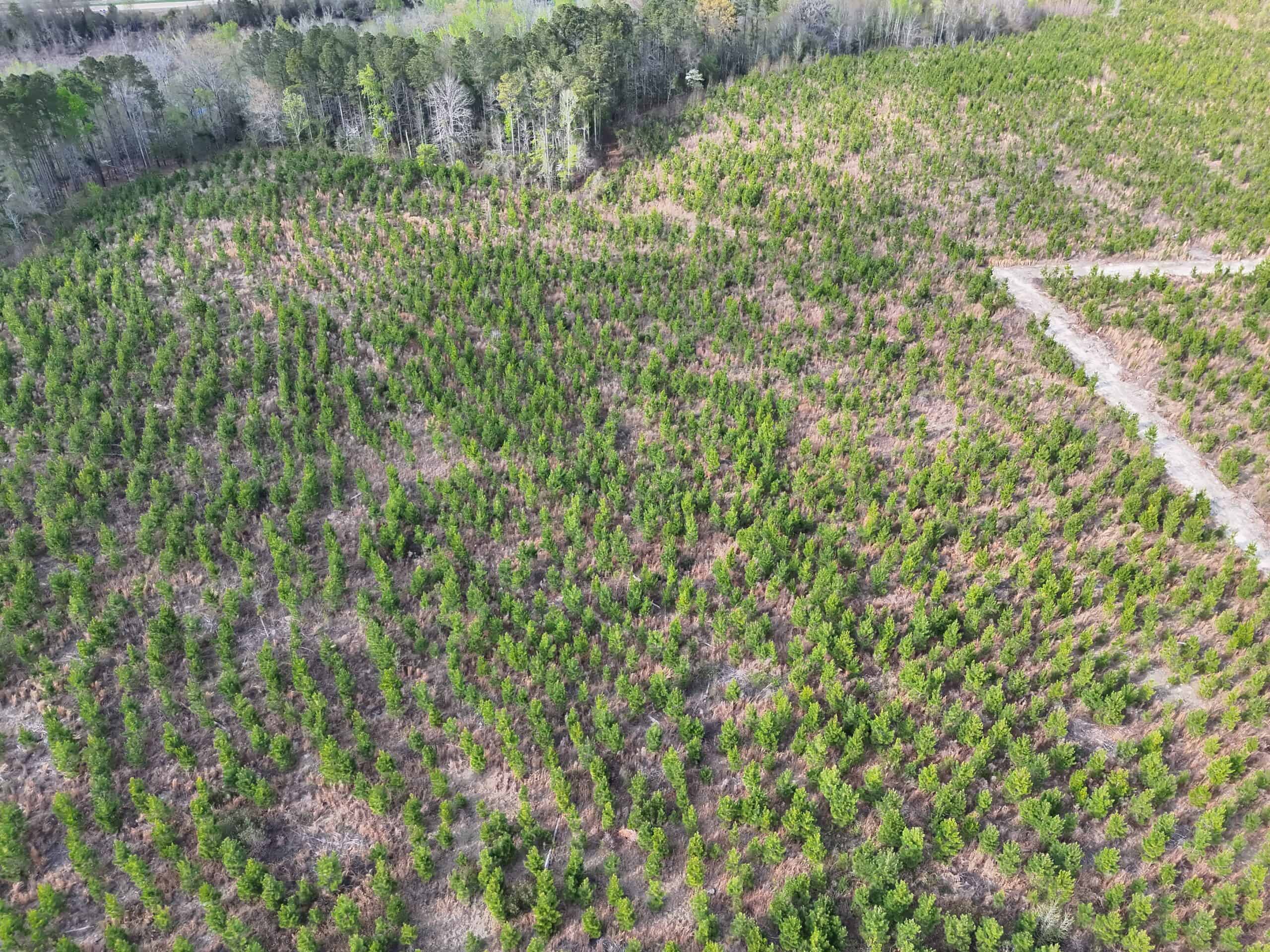 36-acre tract with multiple access points & natural features on New Forrest