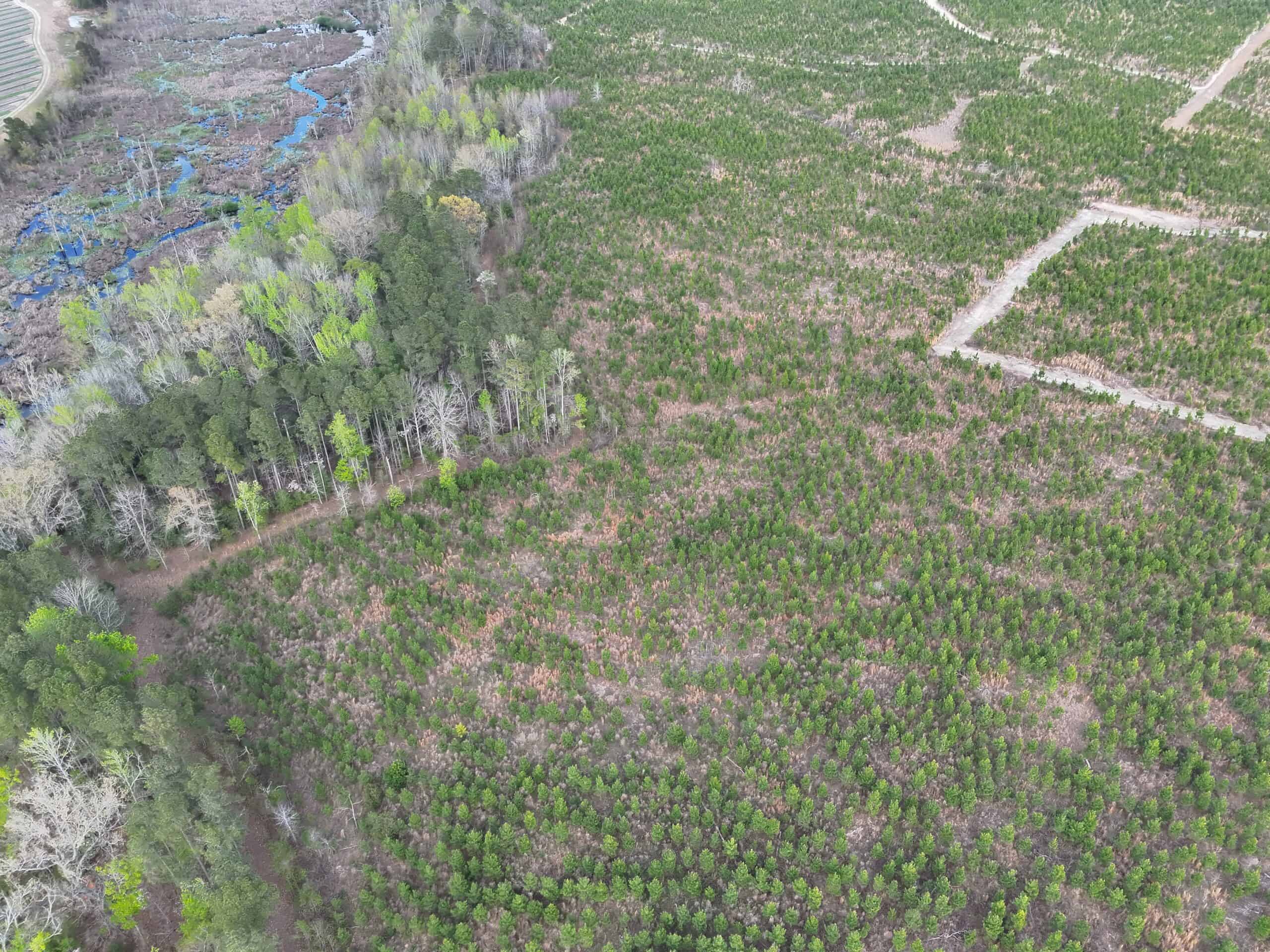 36-acre tract with multiple access points & natural features on New Forrest