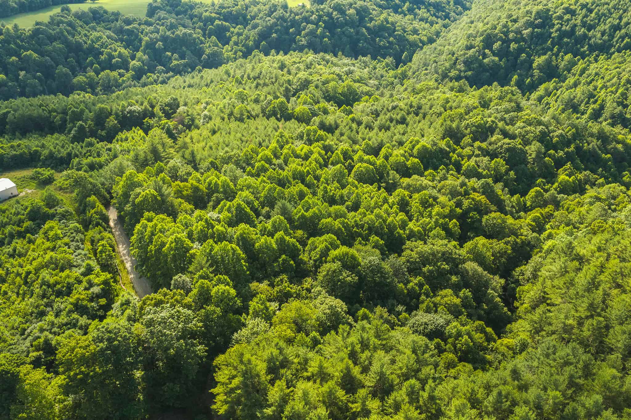 Recreational Acreage for Sale in Willis, VA!