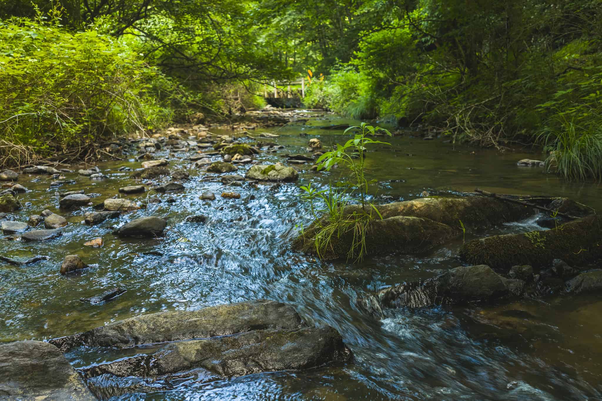 Recreational Acreage for Sale in Willis, VA!