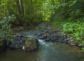 Recreational Acreage for Sale in Willis, VA!