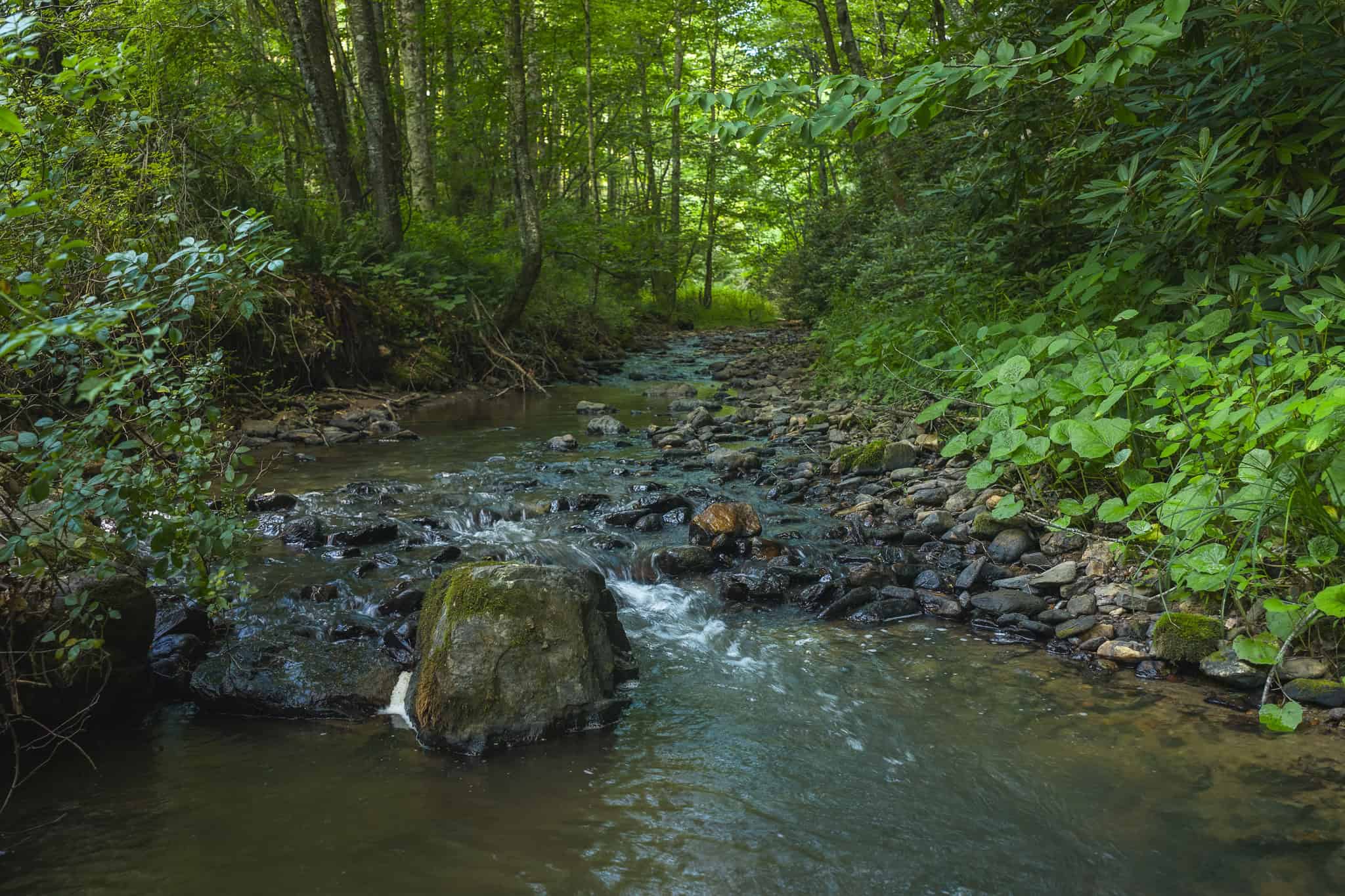 Recreational Acreage for Sale in Willis, VA!