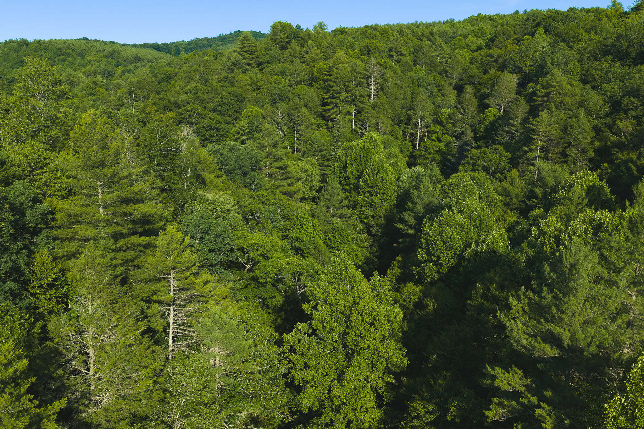 Recreational Acreage for Sale in Willis, VA!