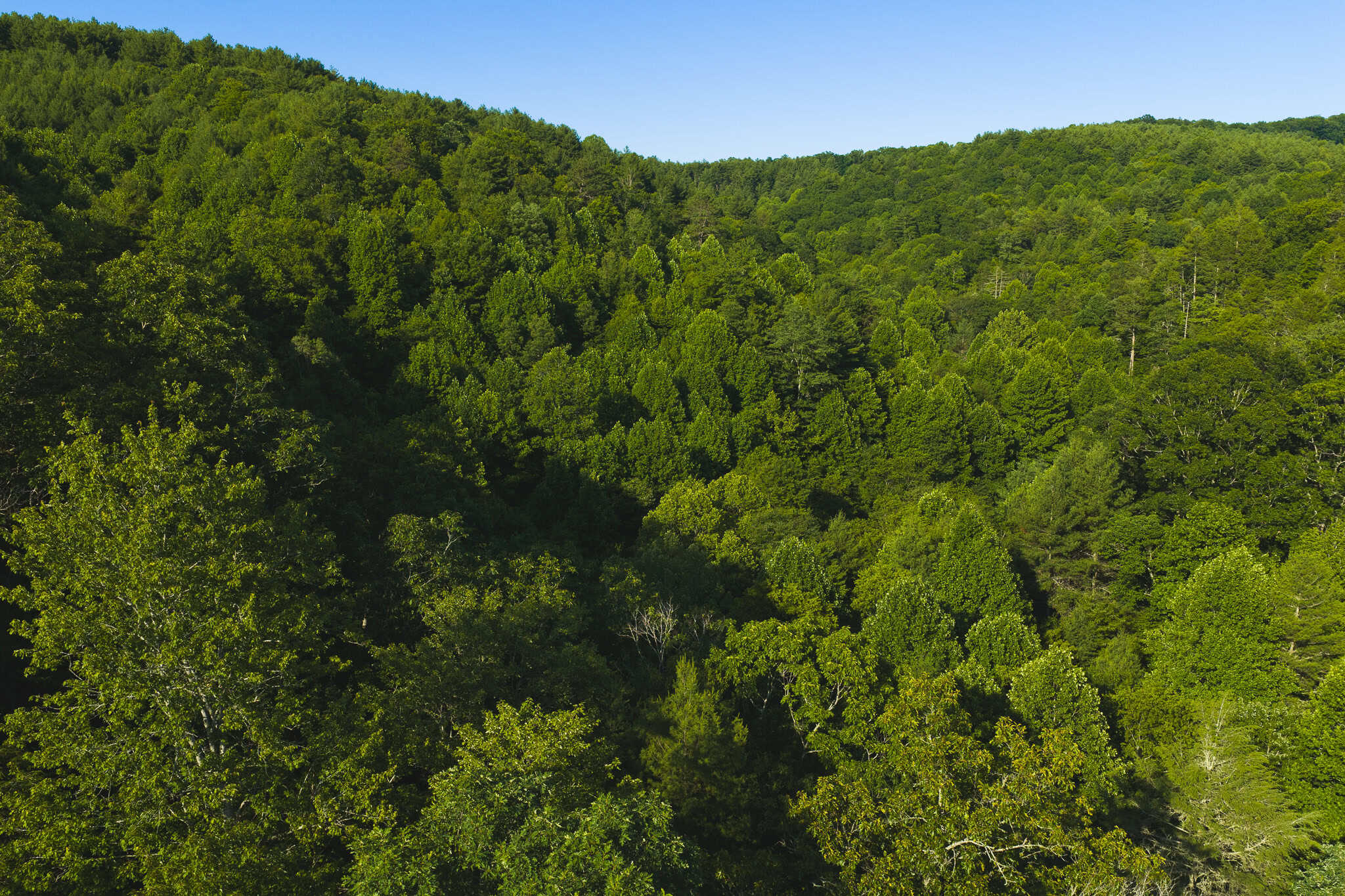 Recreational Acreage for Sale in Willis, VA!