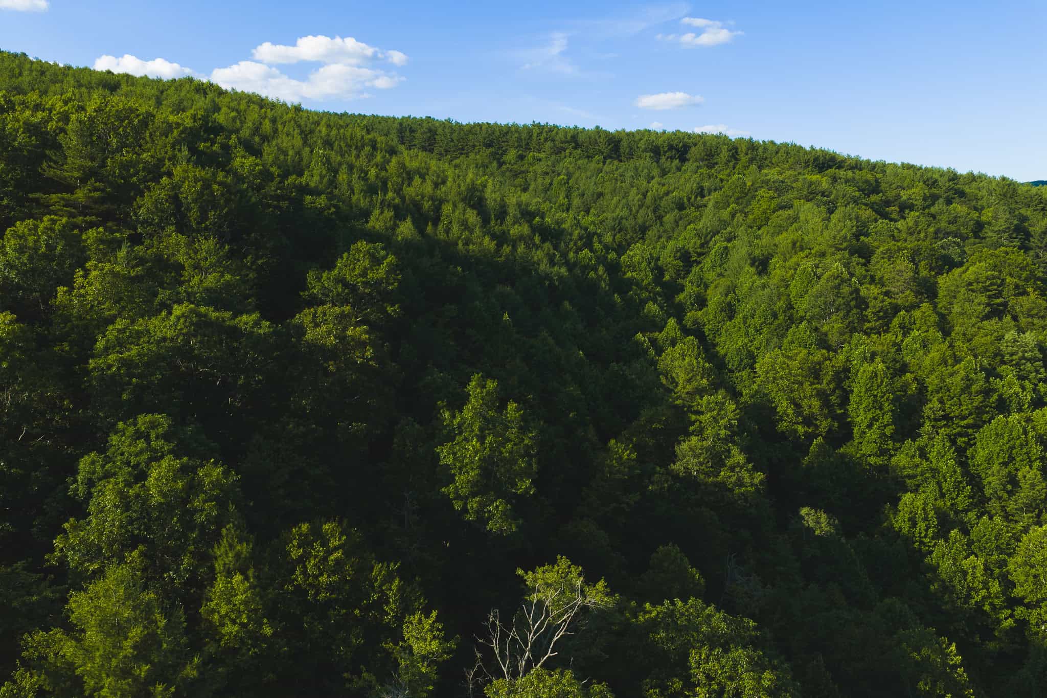Recreational Acreage for Sale in Willis, VA!