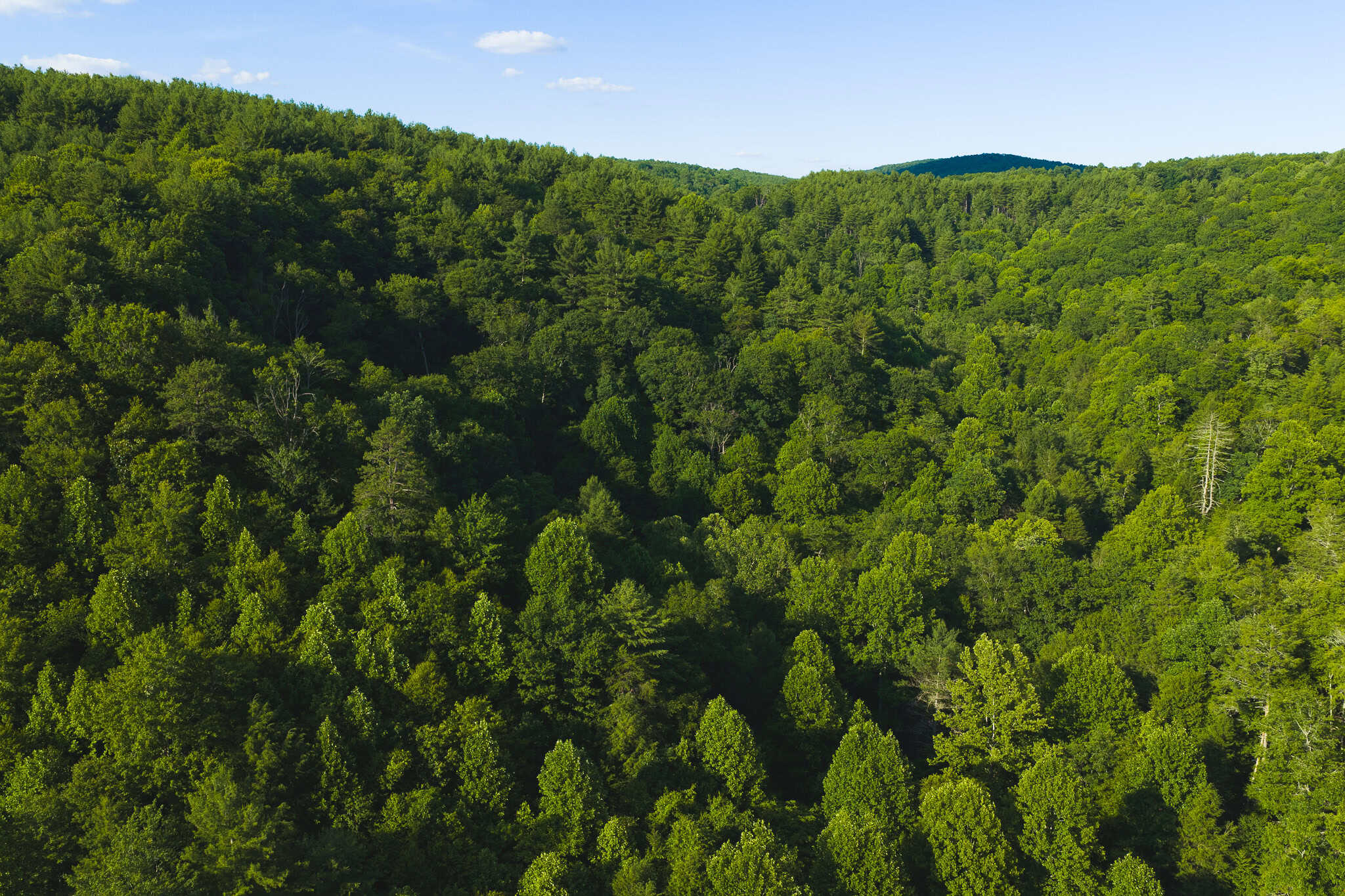 Recreational Acreage for Sale in Willis, VA!