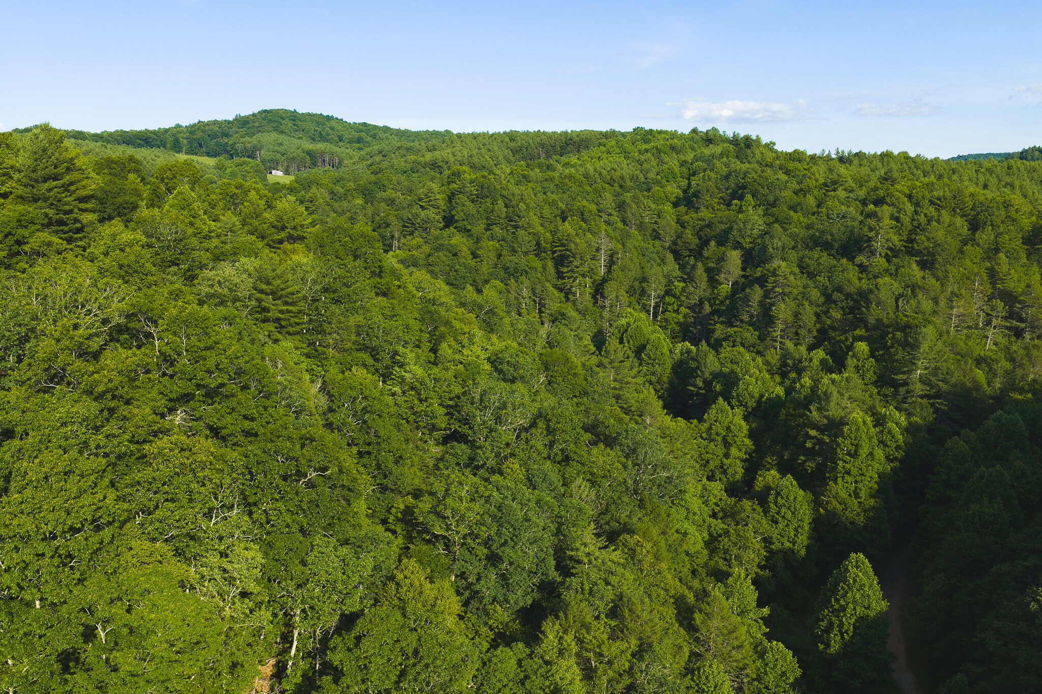 Recreational Acreage for Sale in Willis, VA!