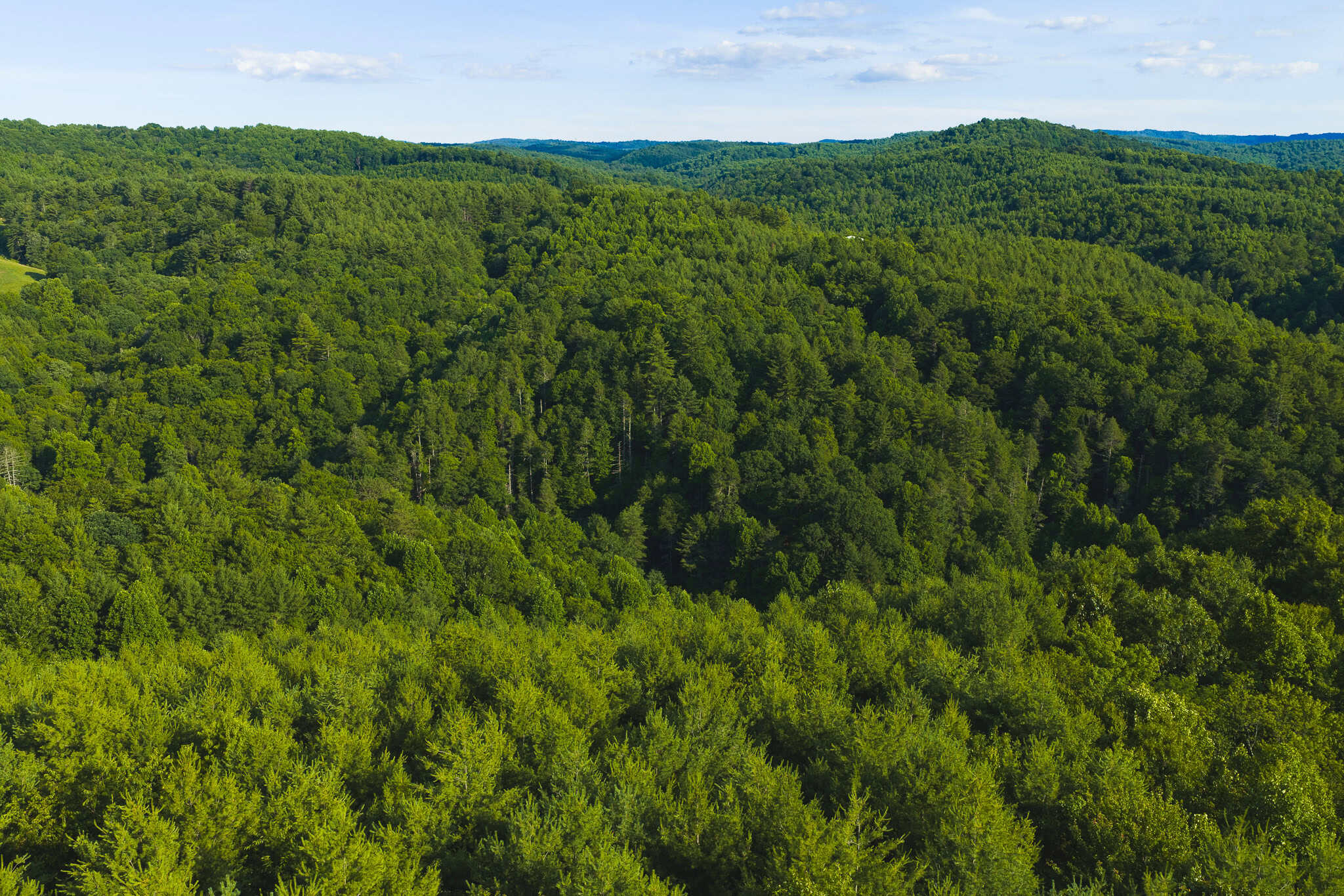 Recreational Acreage for Sale in Willis, VA!