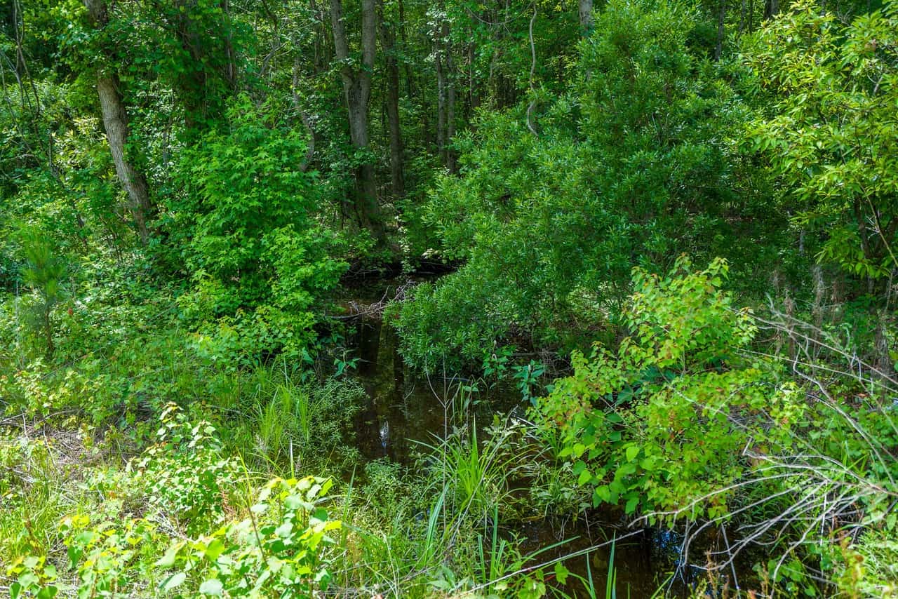 143-acre tract, positioned at the headwaters of the Ashepoo River