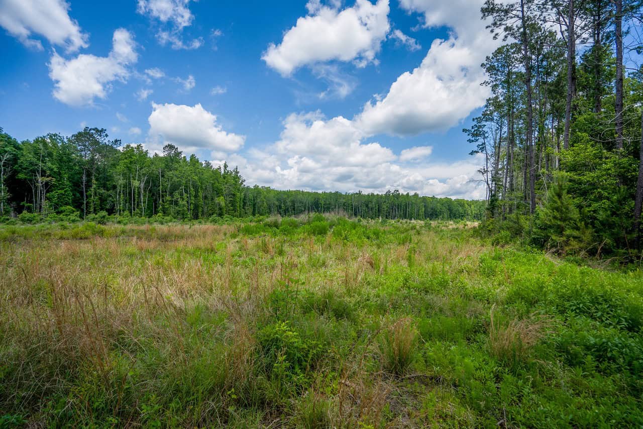 143-acre tract, positioned at the headwaters of the Ashepoo River