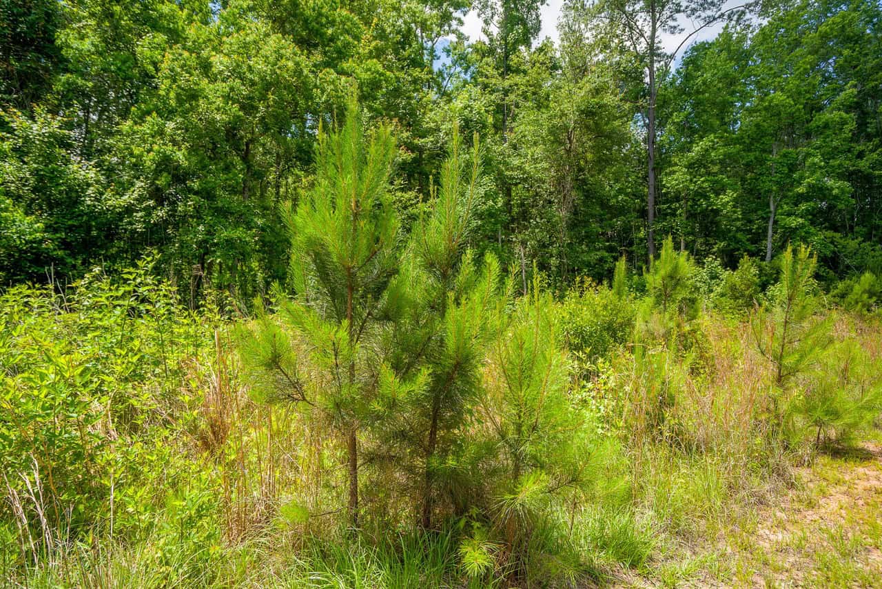 143-acre tract, positioned at the headwaters of the Ashepoo River
