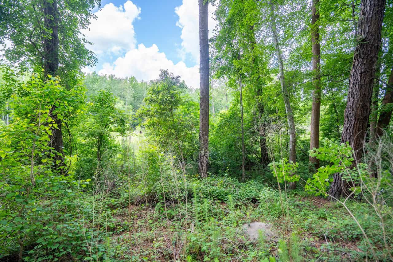 143-acre tract, positioned at the headwaters of the Ashepoo River