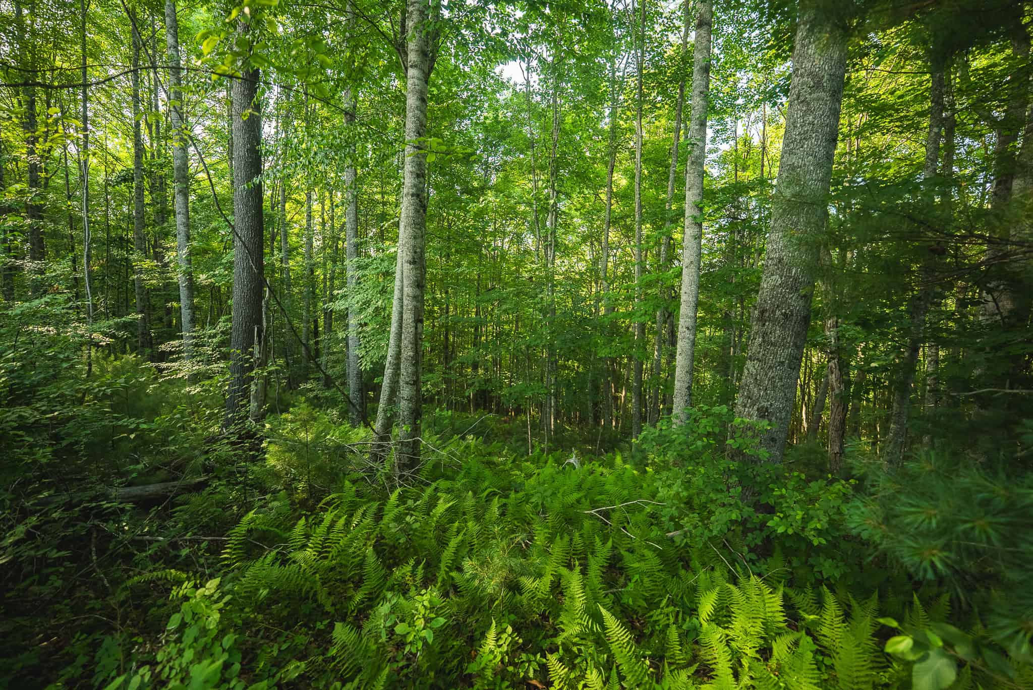 Recreational Acreage for Sale in Willis, VA!