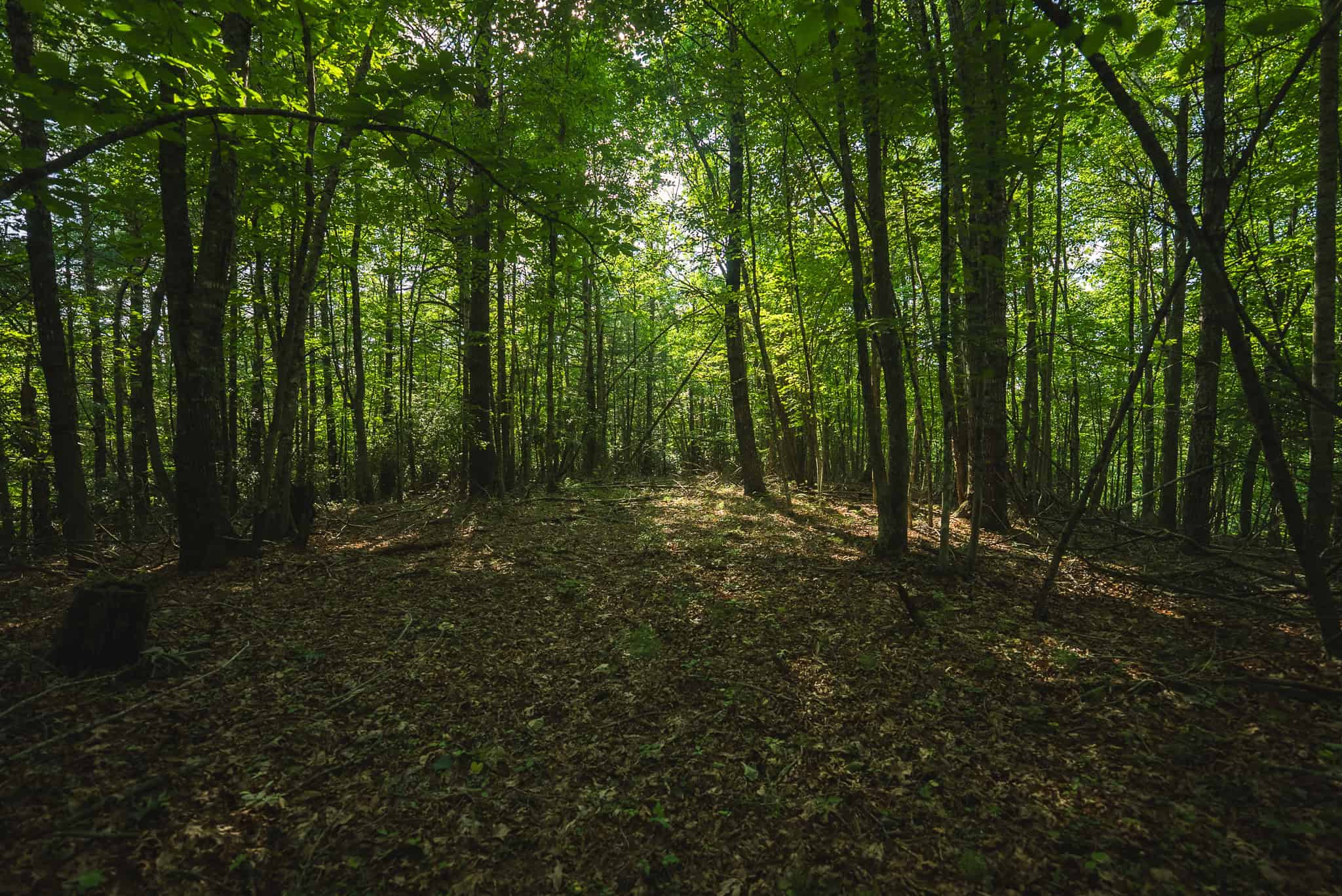 Recreational Acreage for Sale in Willis, VA!
