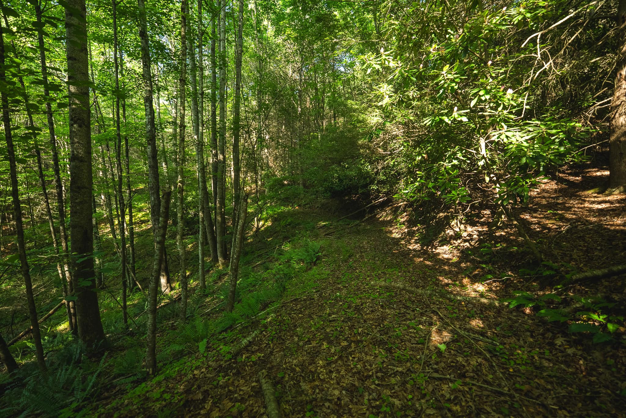 Recreational Acreage for Sale in Willis, VA!