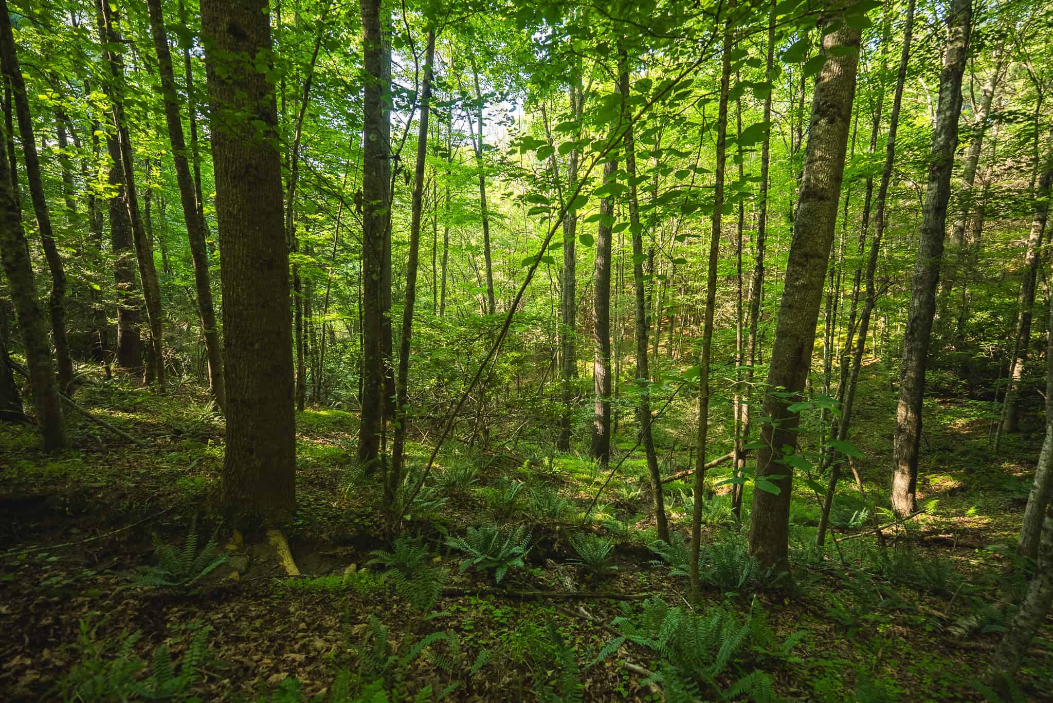 Recreational Acreage for Sale in Willis, VA!