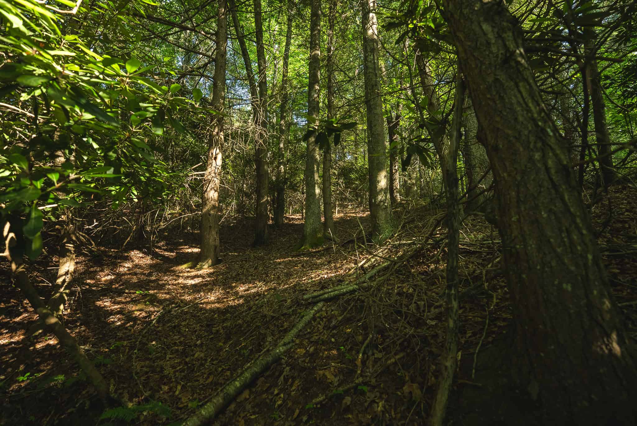 Recreational Acreage for Sale in Willis, VA!