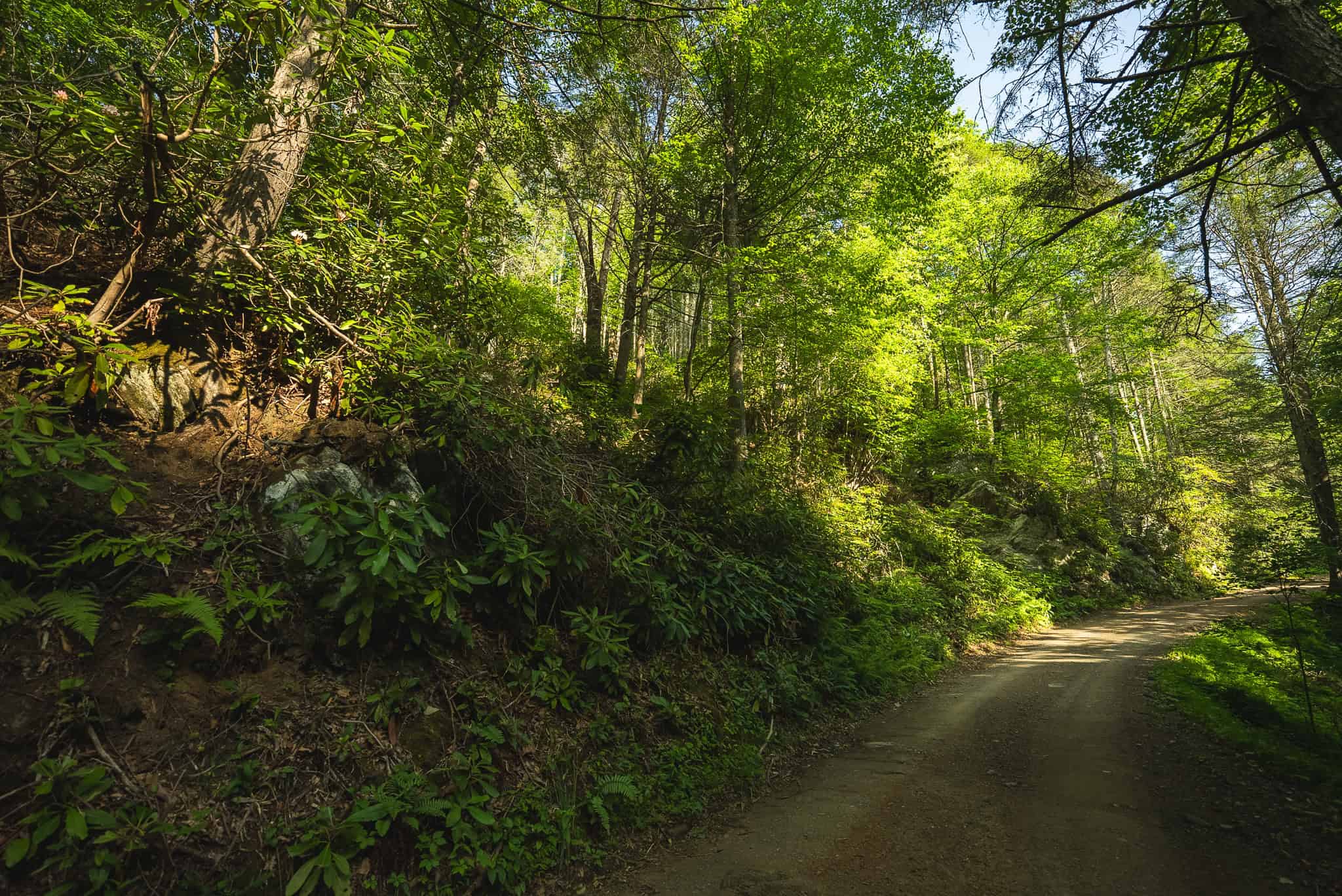 Recreational Acreage for Sale in Willis, VA!