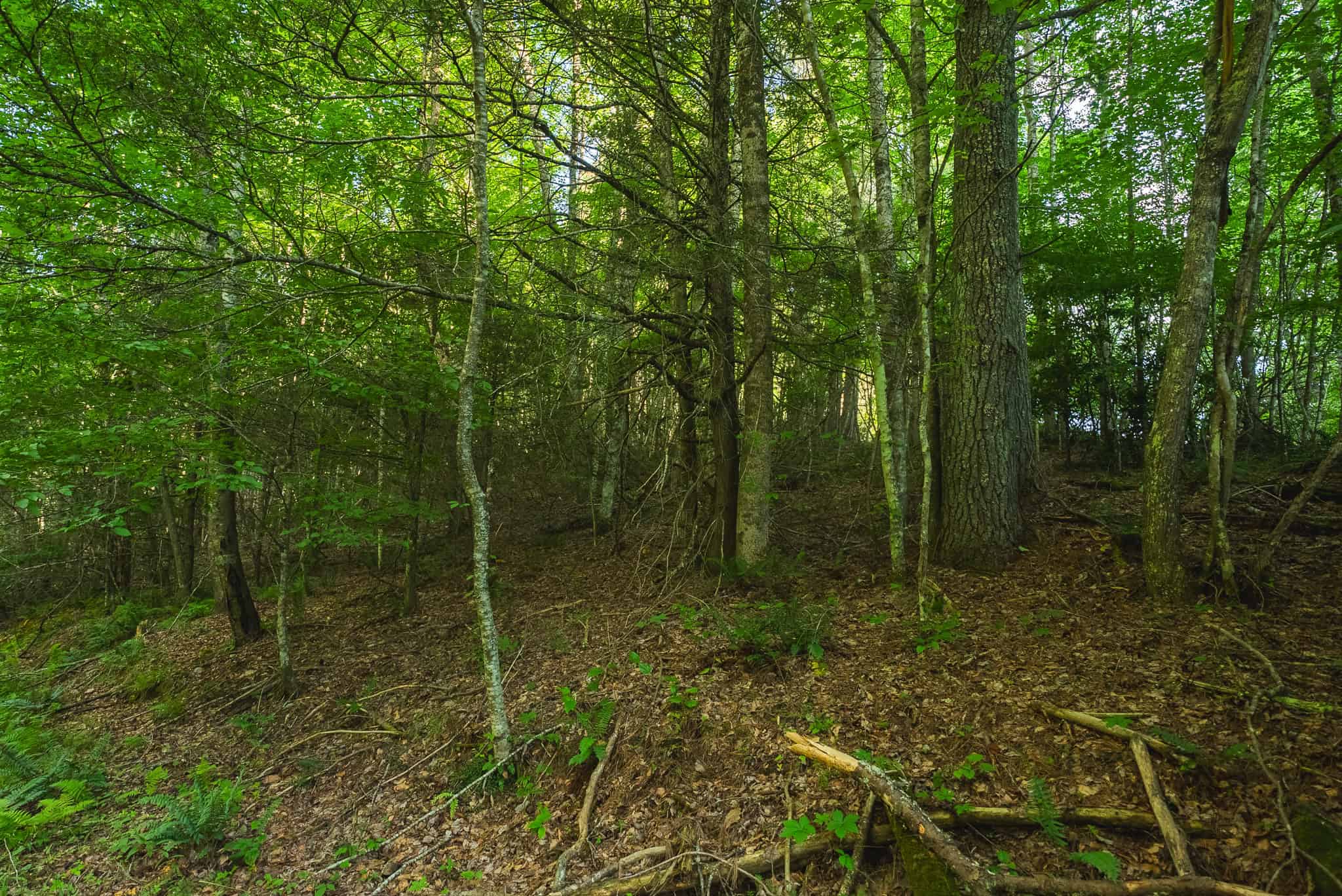 Recreational Acreage for Sale in Willis, VA!
