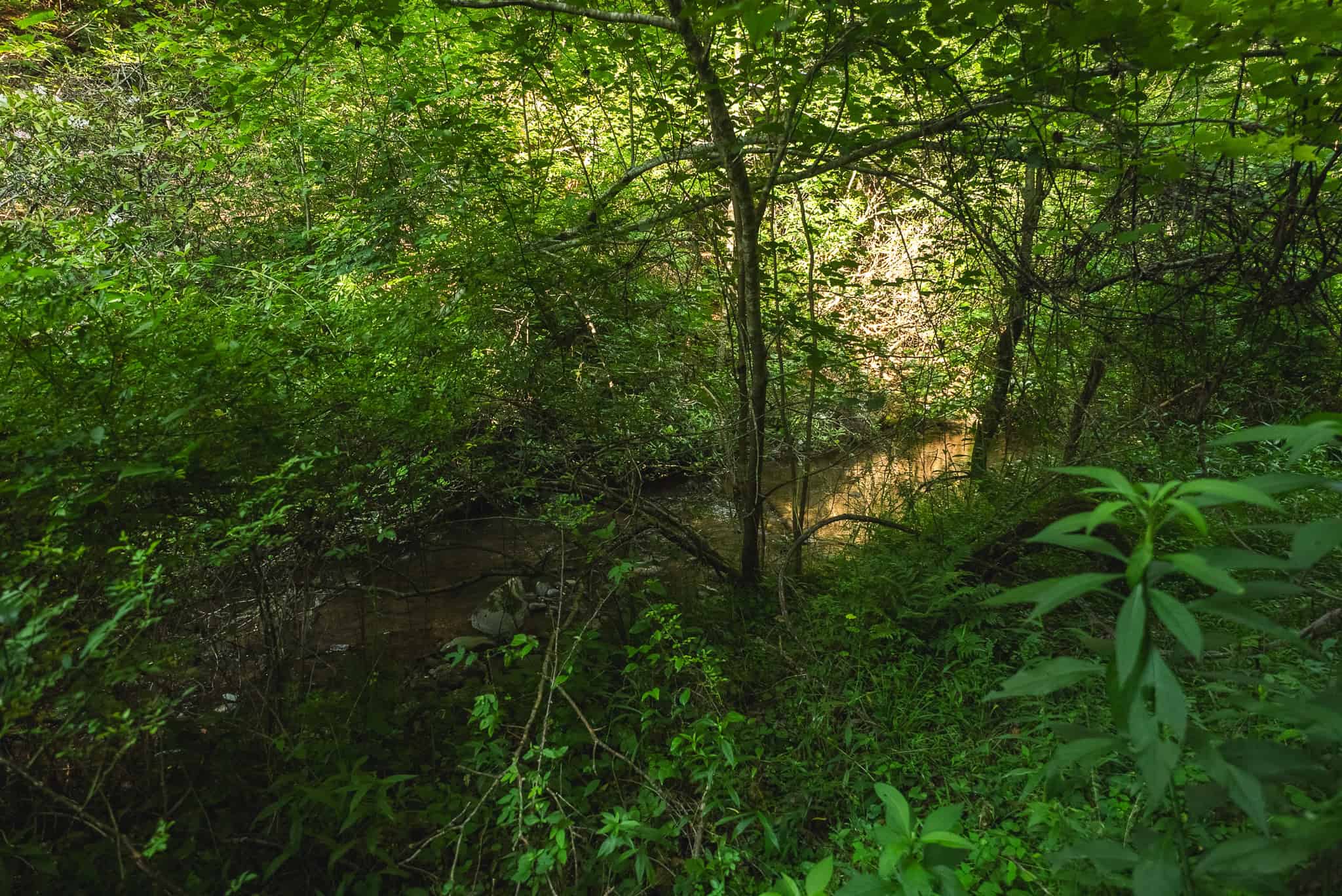 Recreational Acreage for Sale in Willis, VA!