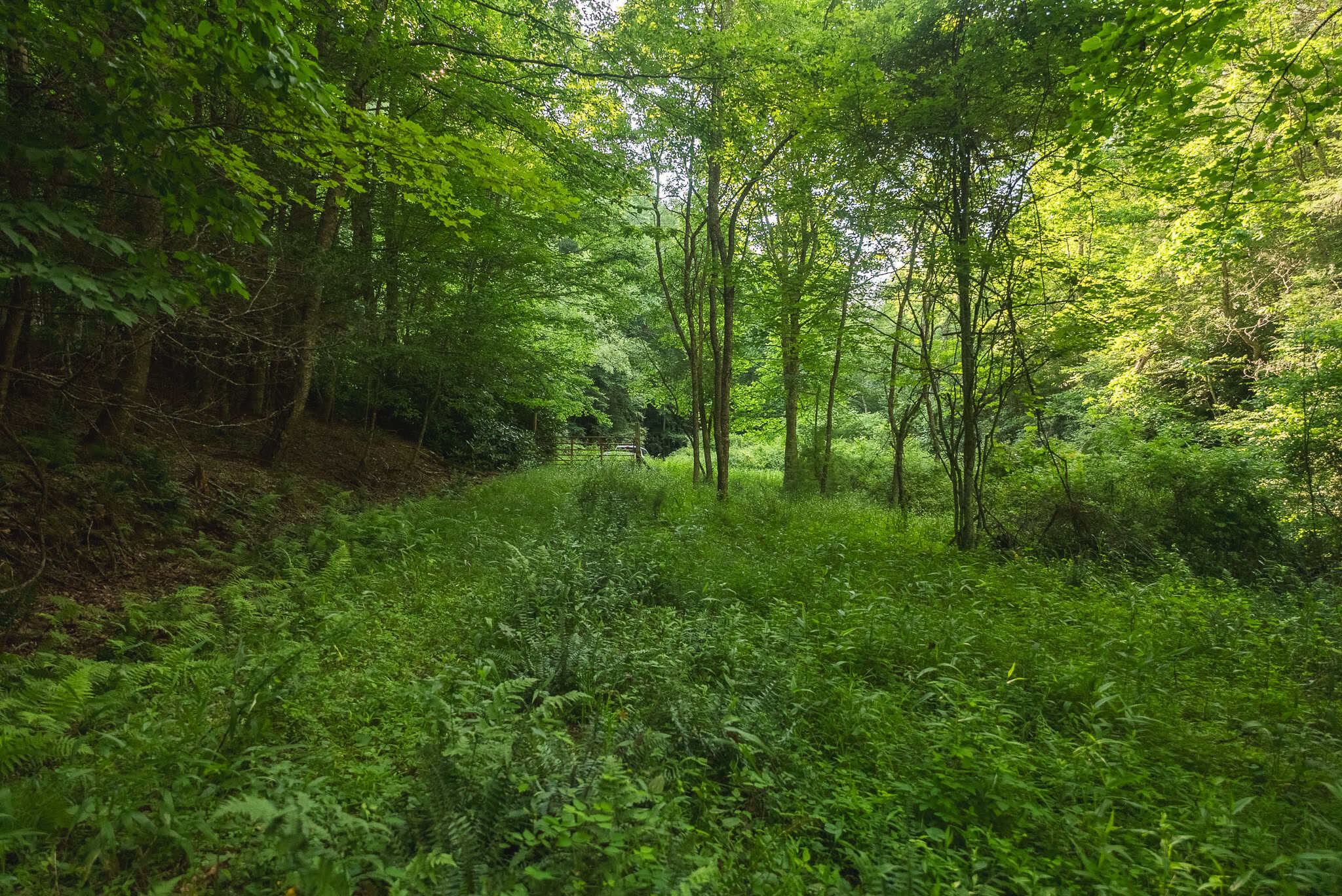 Recreational Acreage for Sale in Willis, VA!