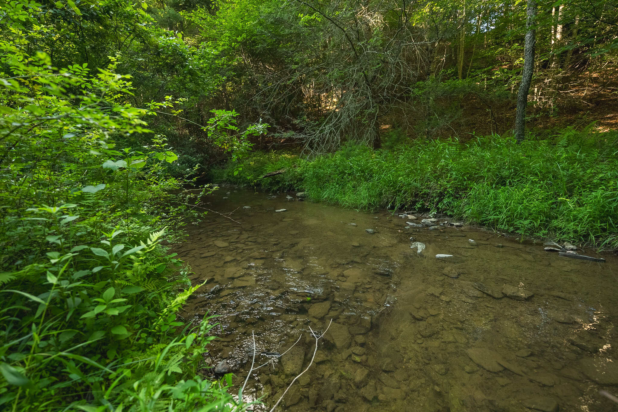 Recreational Acreage for Sale in Willis, VA!