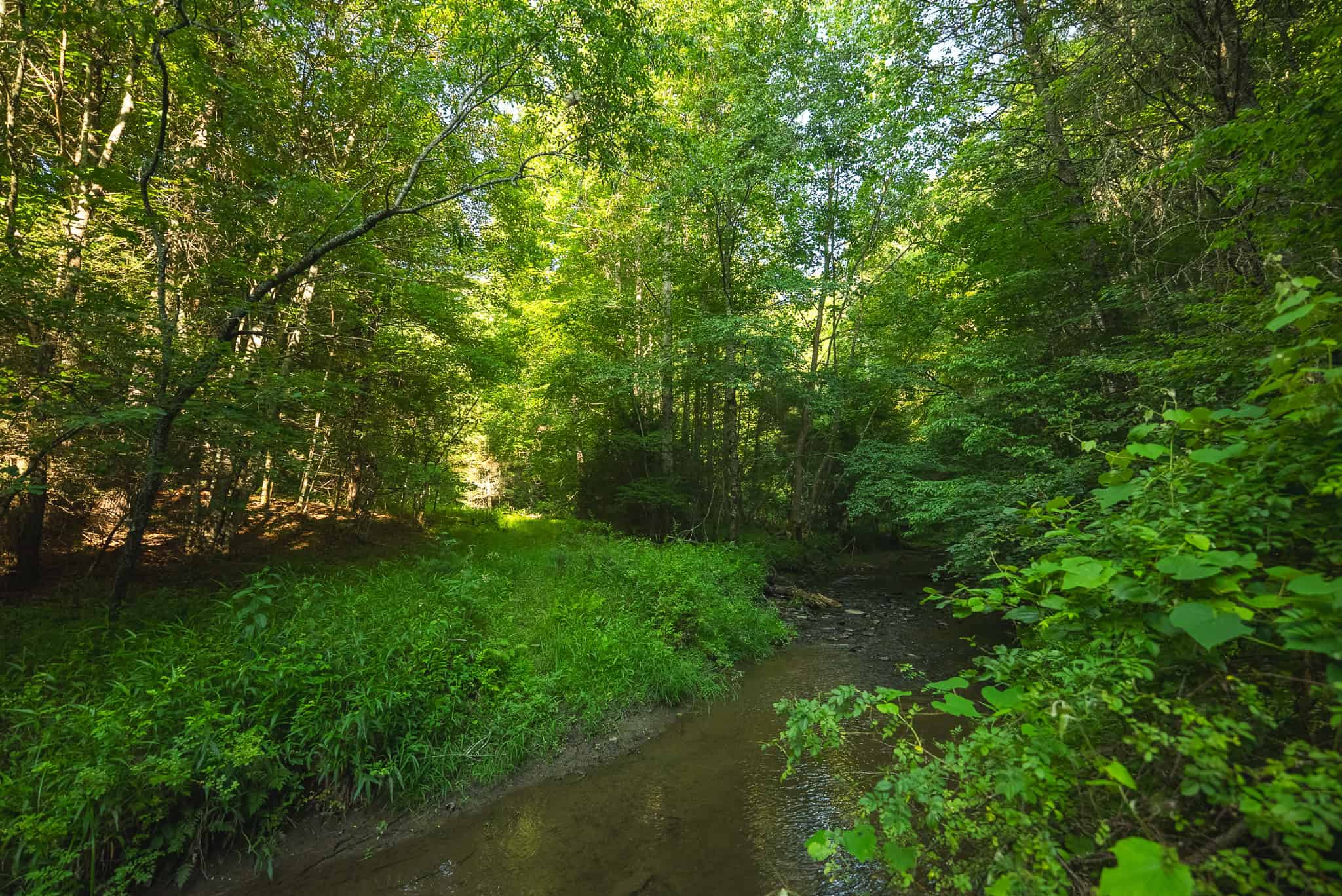 Recreational Acreage for Sale in Willis, VA!