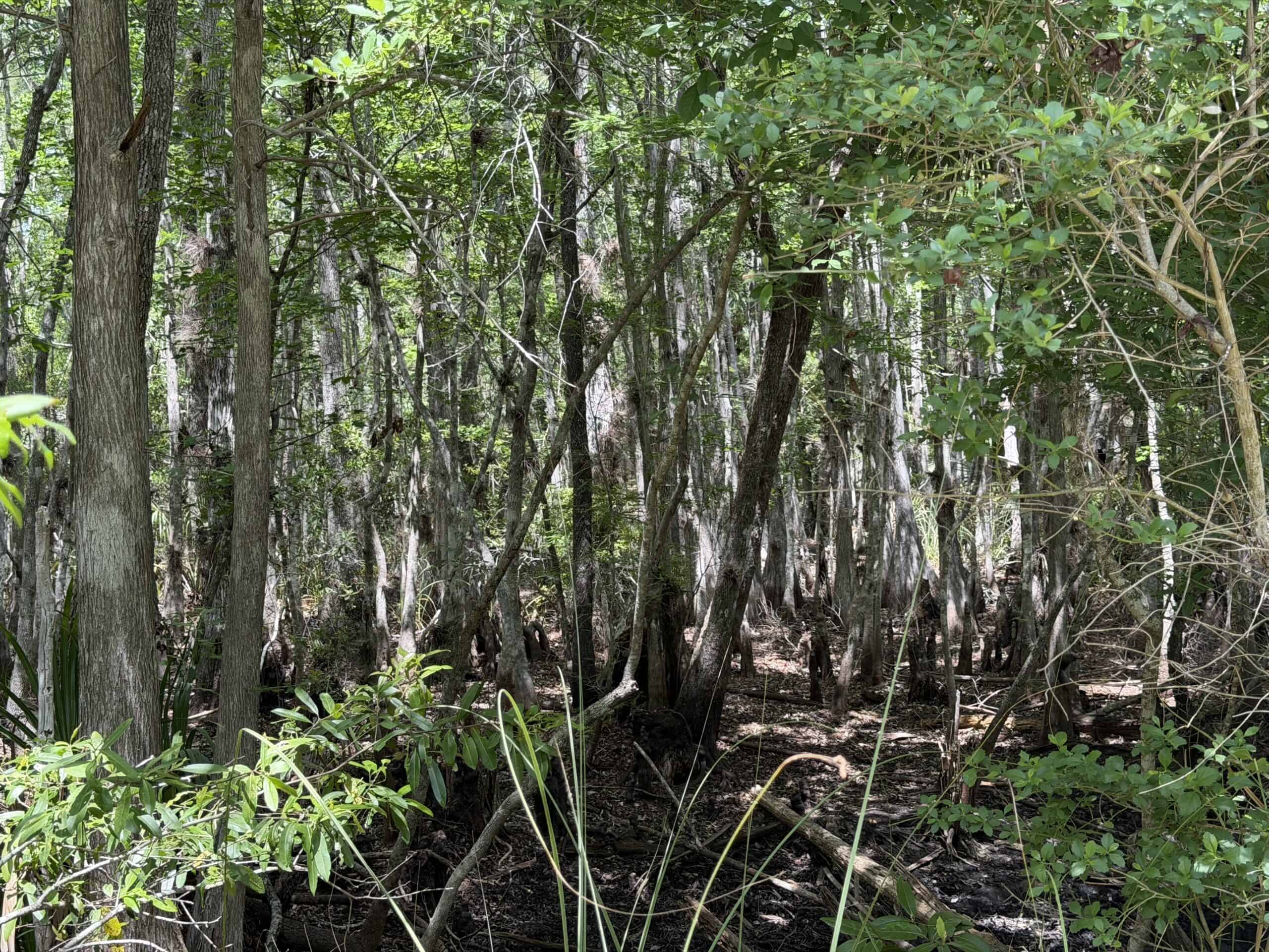 Hunting Tracts Near Suwannee River | Levy County | 40-192 Acres