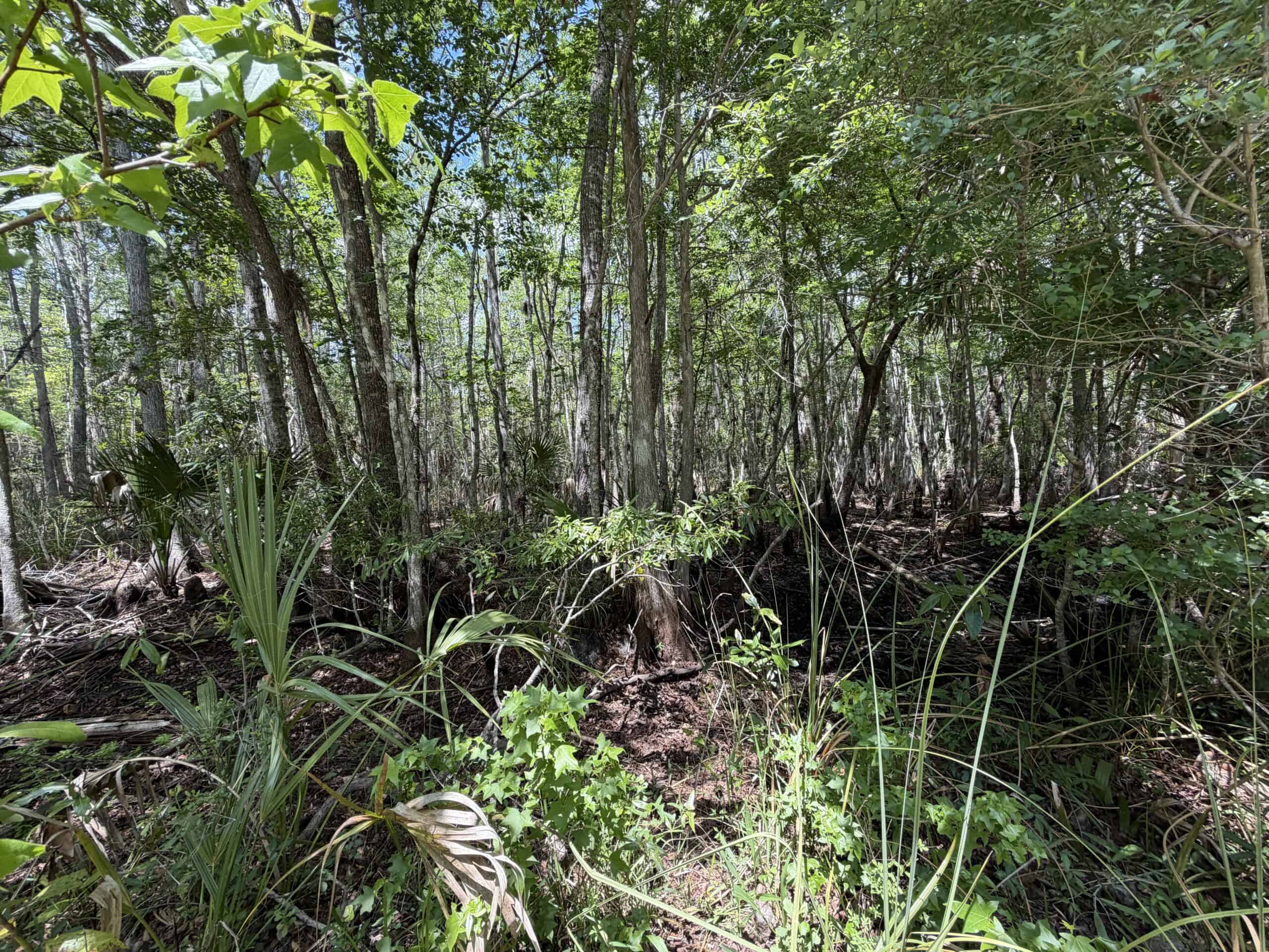 Hunting Tracts Near Suwannee River | Levy County | 40-192 Acres