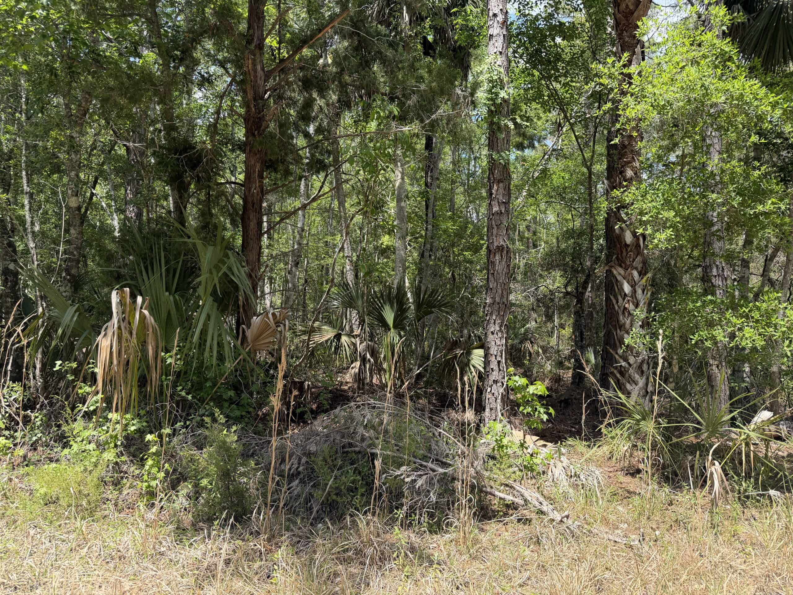 Hunting Tracts Near Suwannee River | Levy County | 40-192 Acres