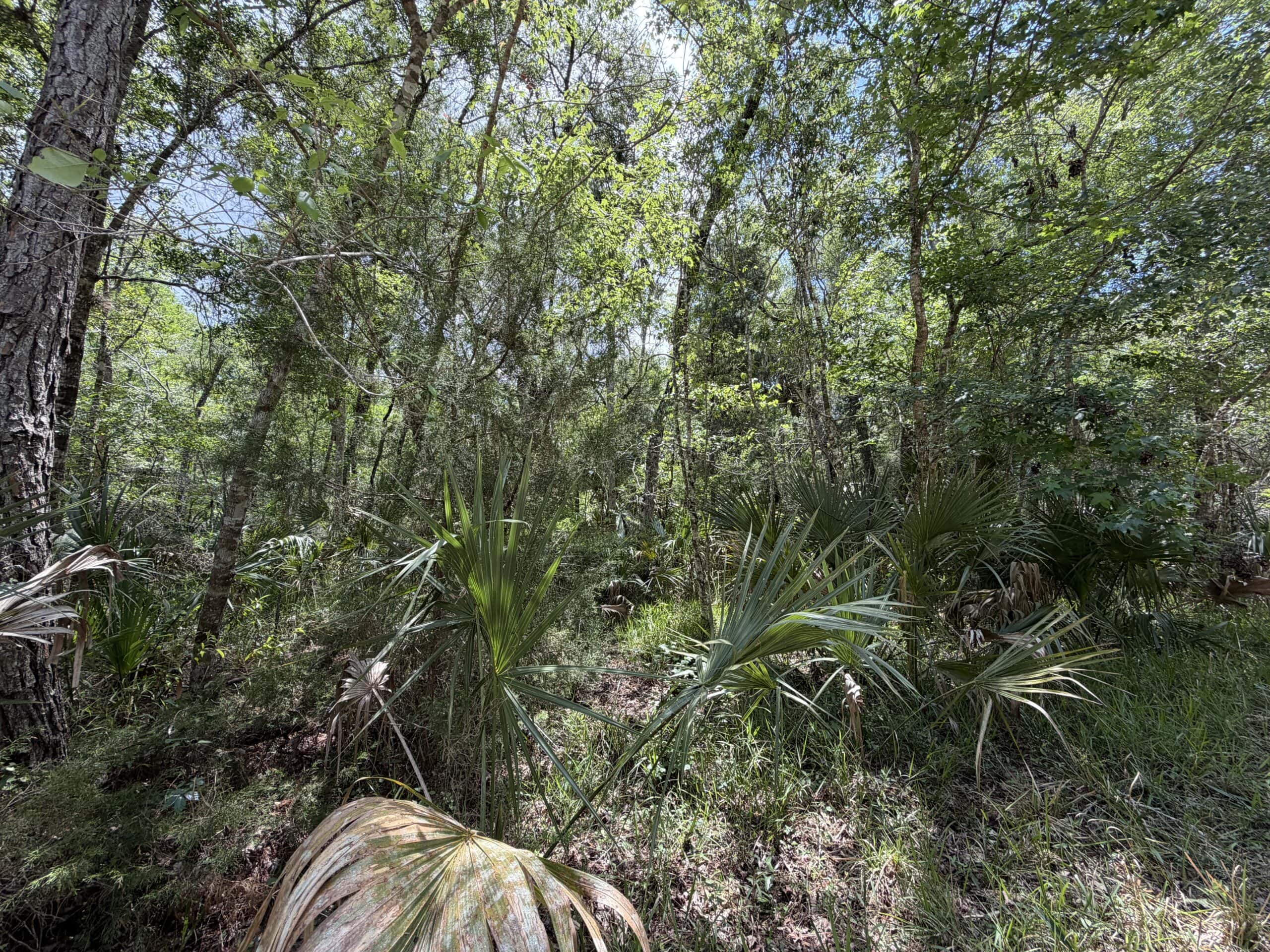 Hunting Tracts Near Suwannee River | Levy County | 40-192 Acres