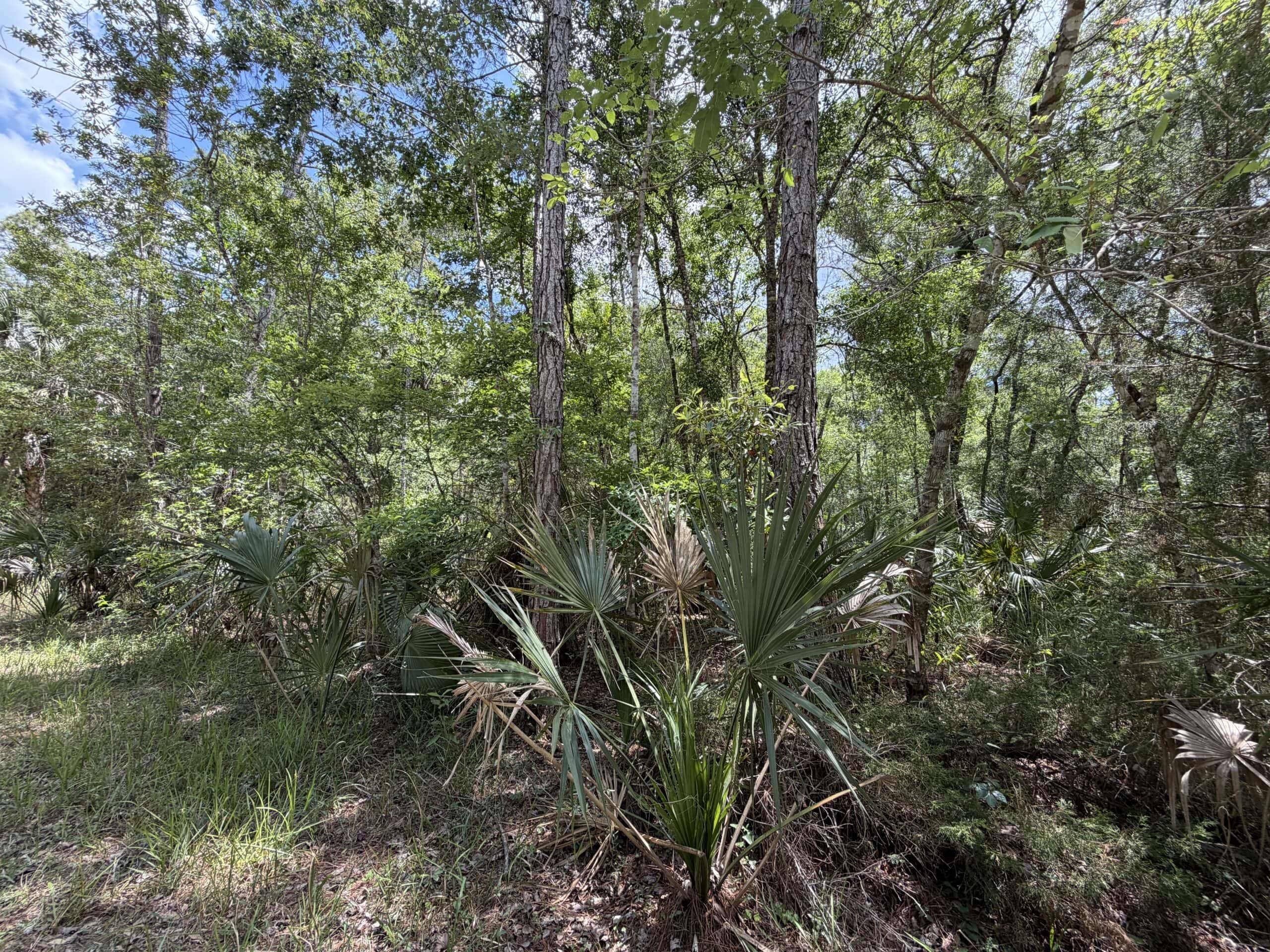 Hunting Tracts Near Suwannee River | Levy County | 40-192 Acres