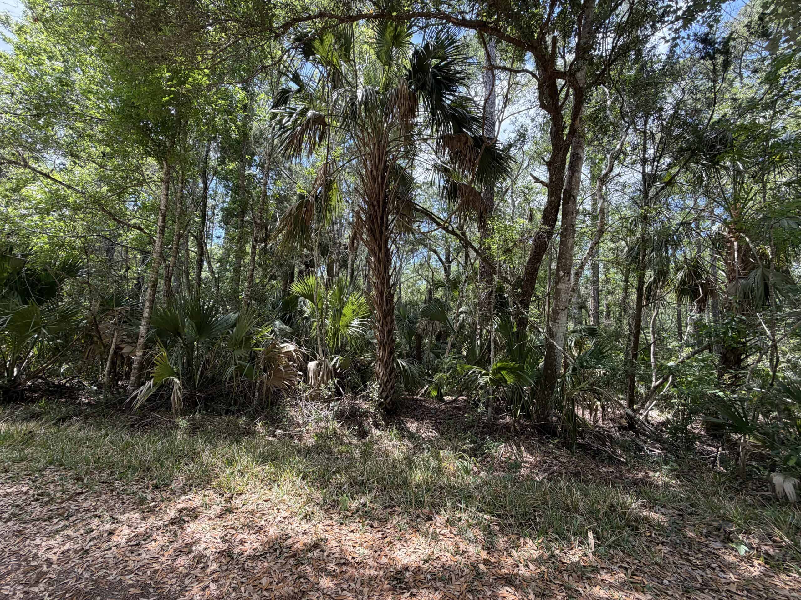 Hunting Tracts Near Suwannee River | Levy County | 40-192 Acres