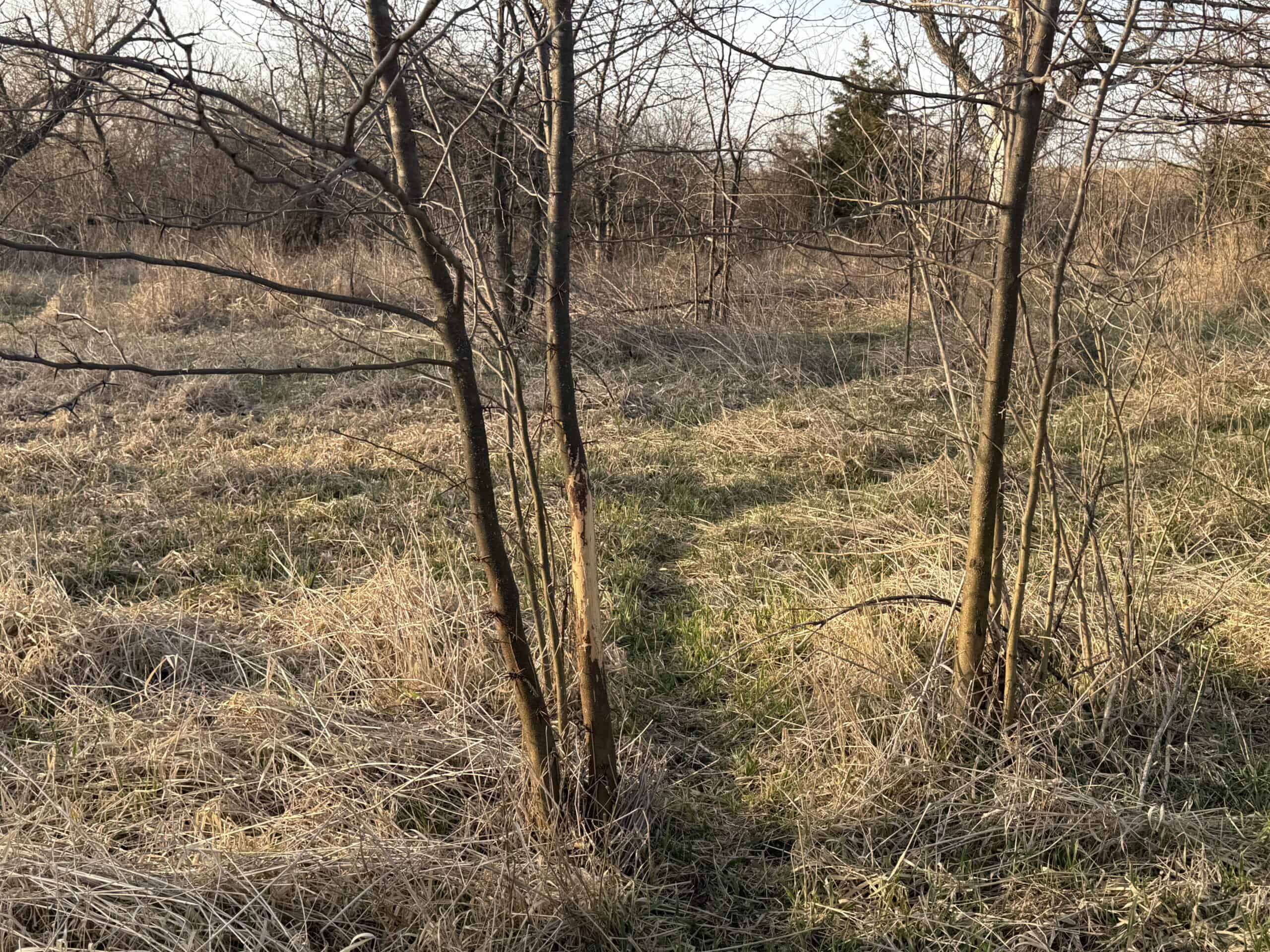 318 Acres m/l – Iowa Hunting & CRP Income Farm