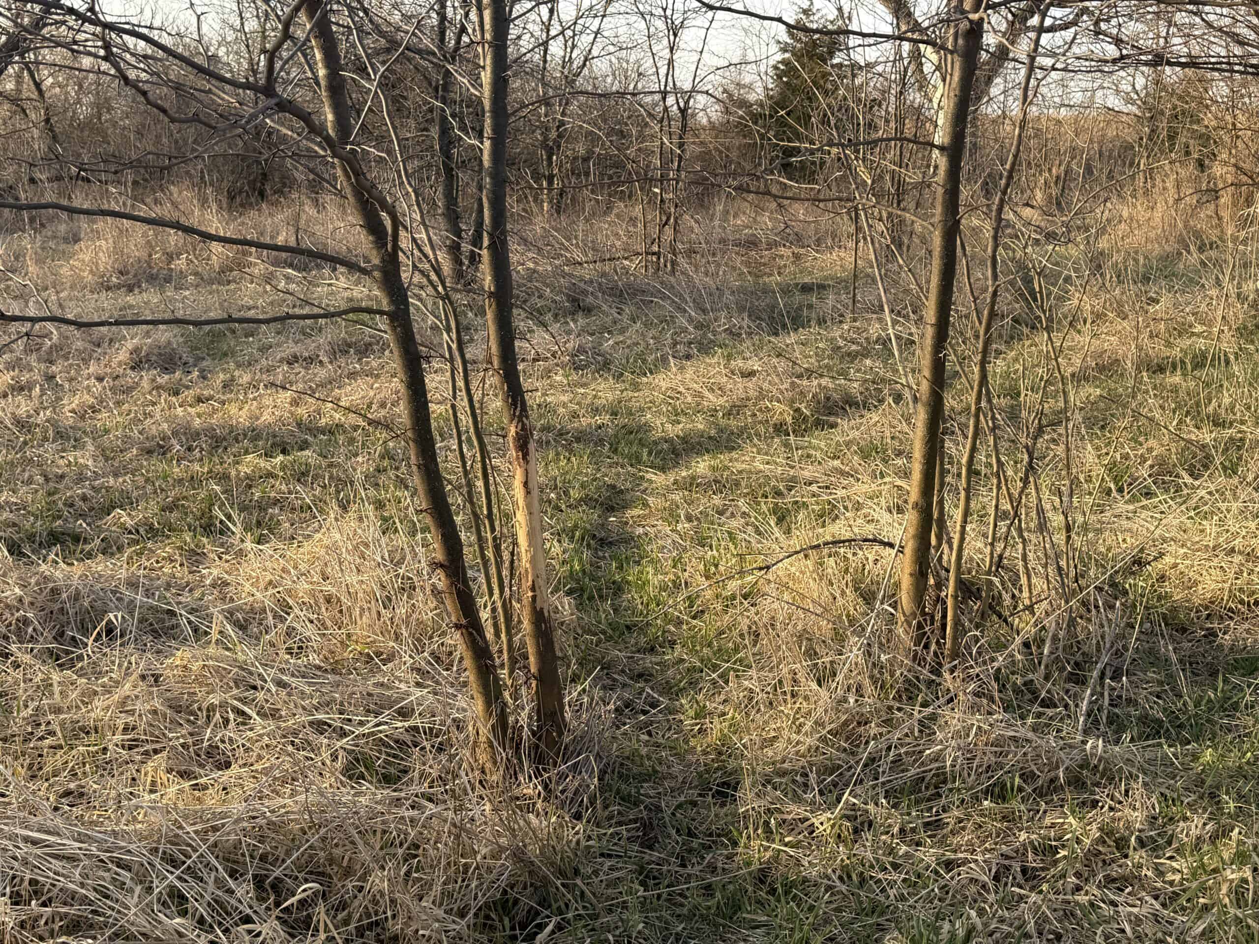 318 Acres m/l – Iowa Hunting & CRP Income Farm