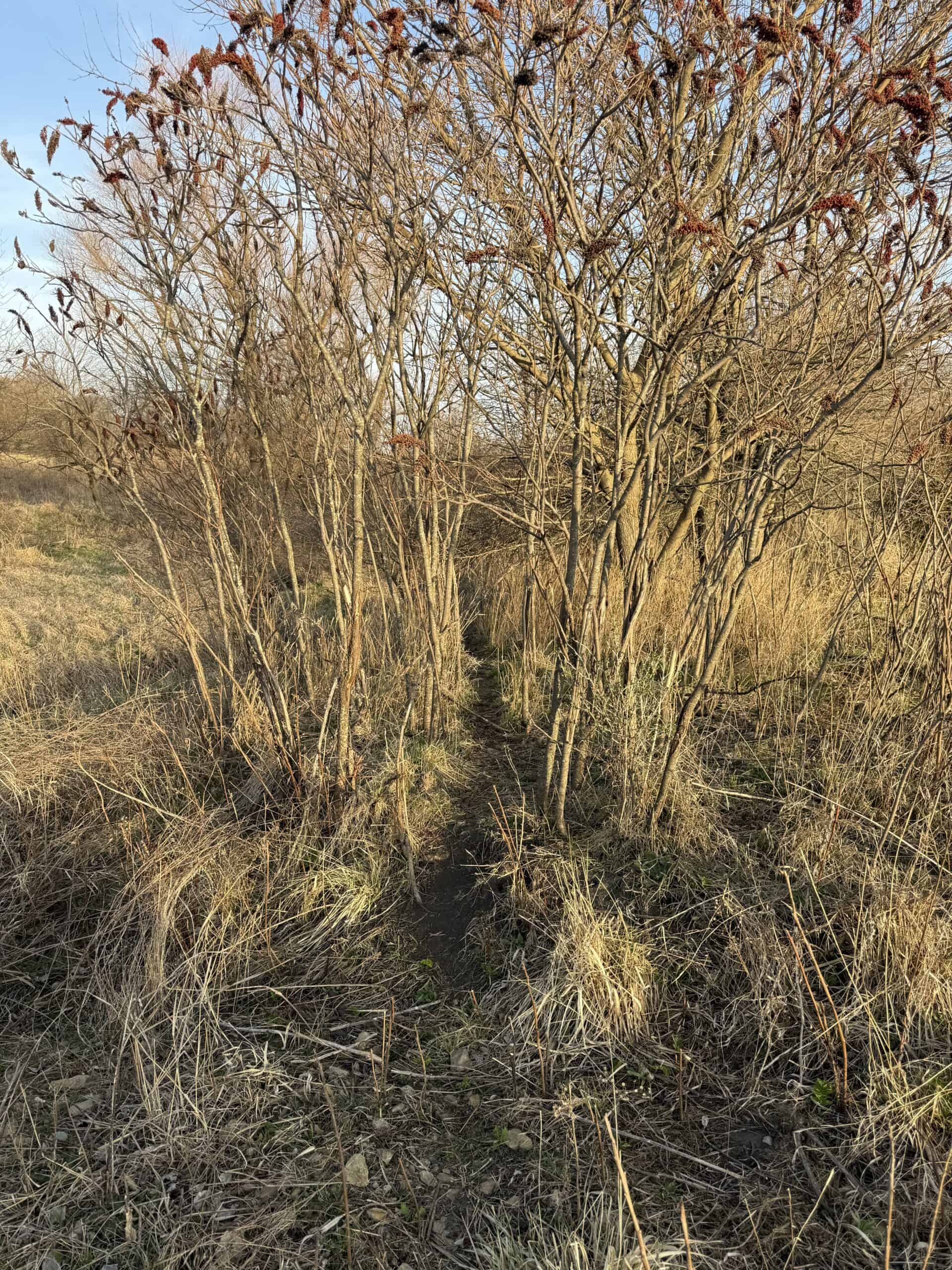 318 Acres m/l – Iowa Hunting & CRP Income Farm