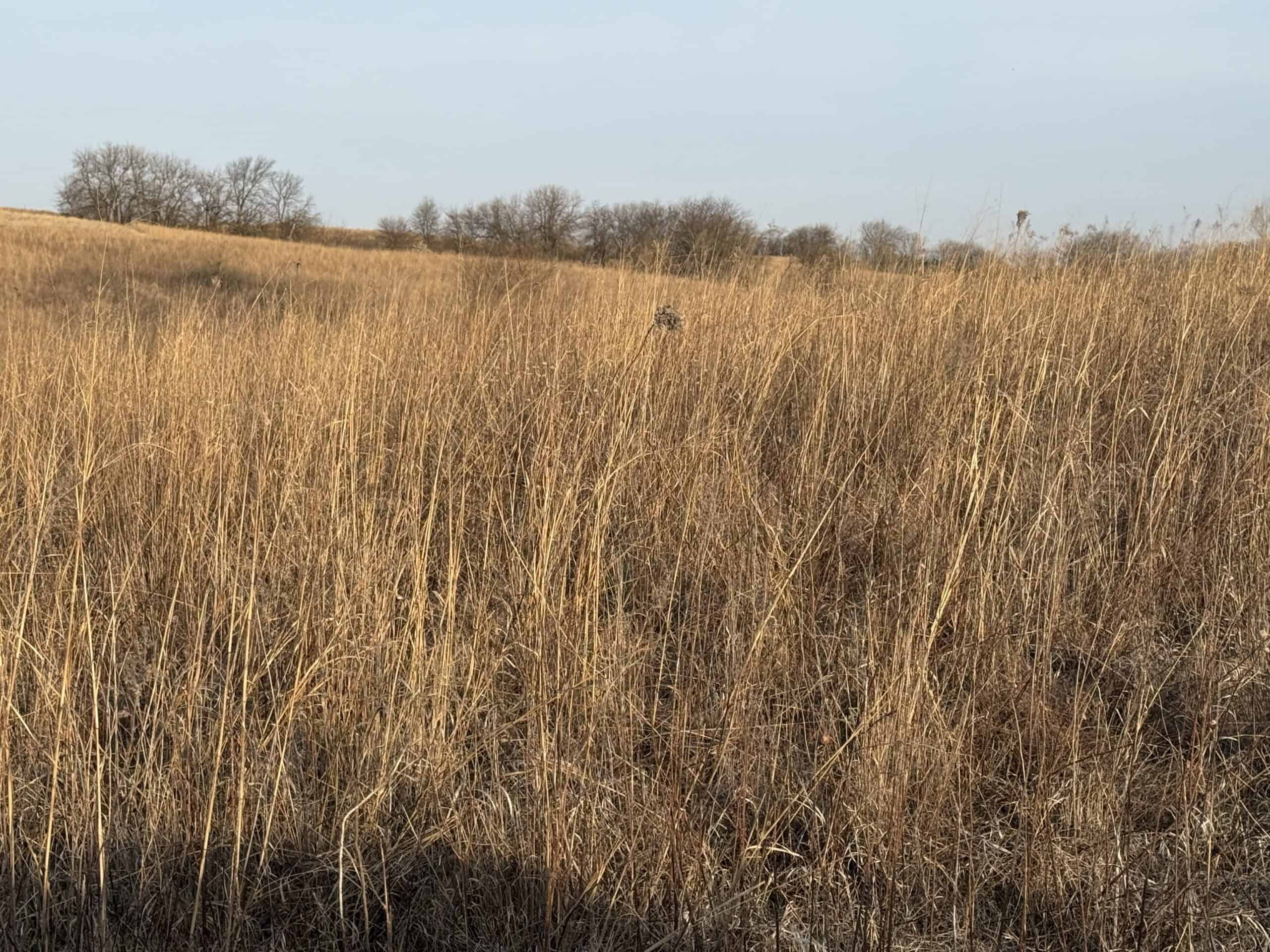 318 Acres m/l – Iowa Hunting & CRP Income Farm
