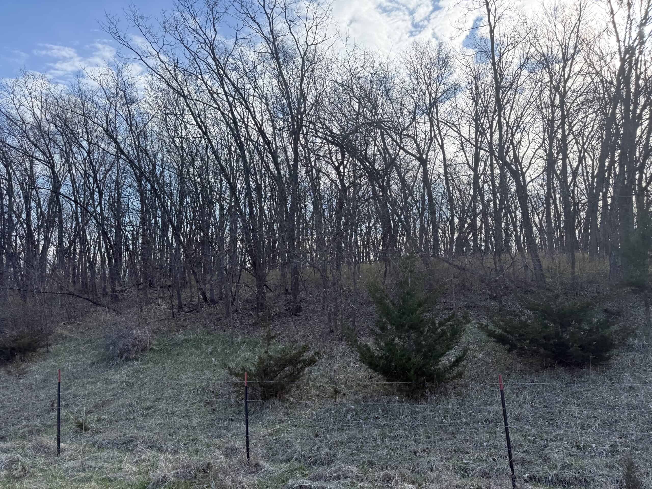 8 Acres of Timber – Great Hunting