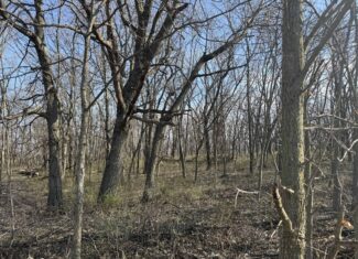 8 Acres of Timber – Great Hunting