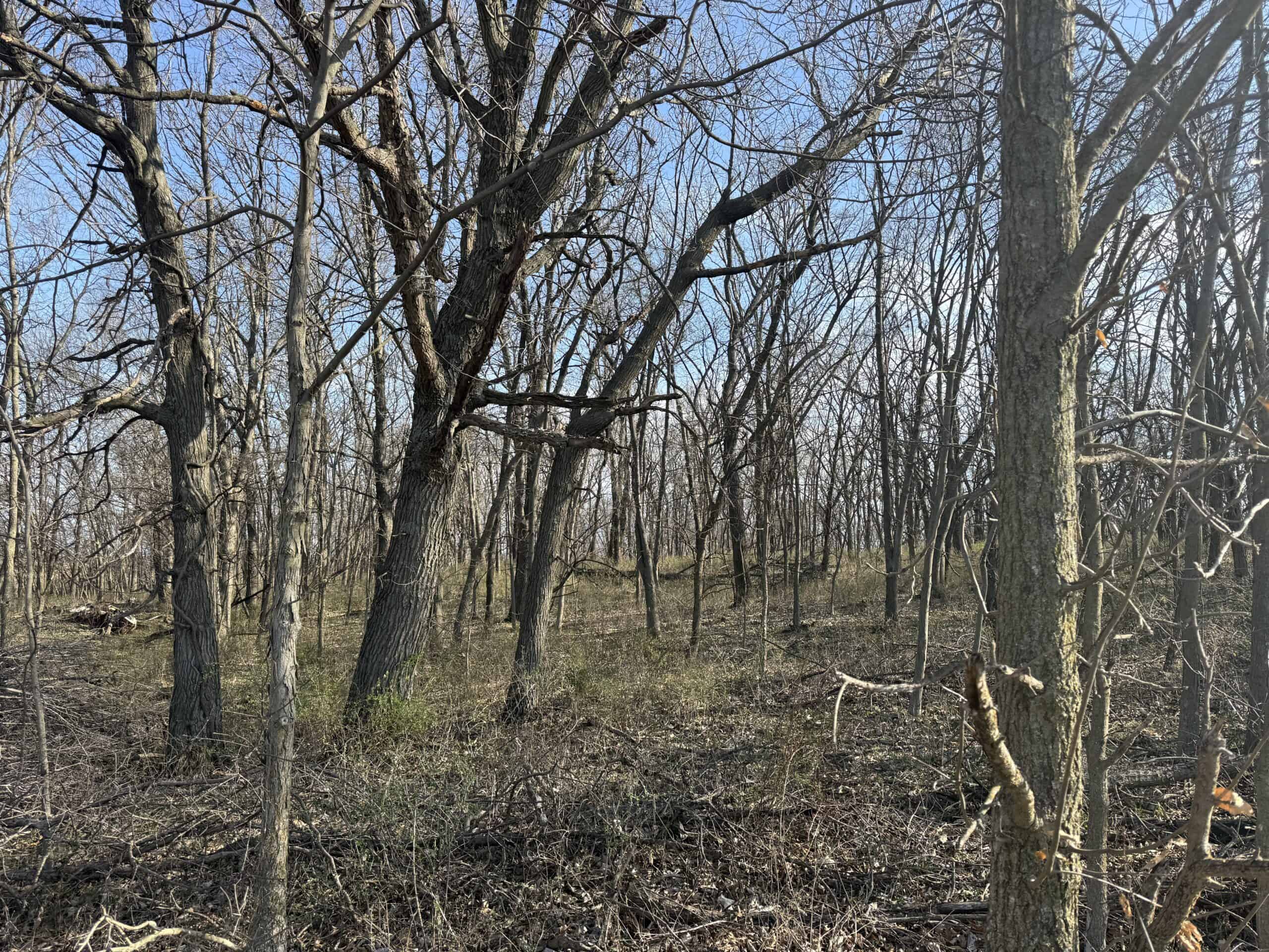 8 Acres of Timber – Great Hunting