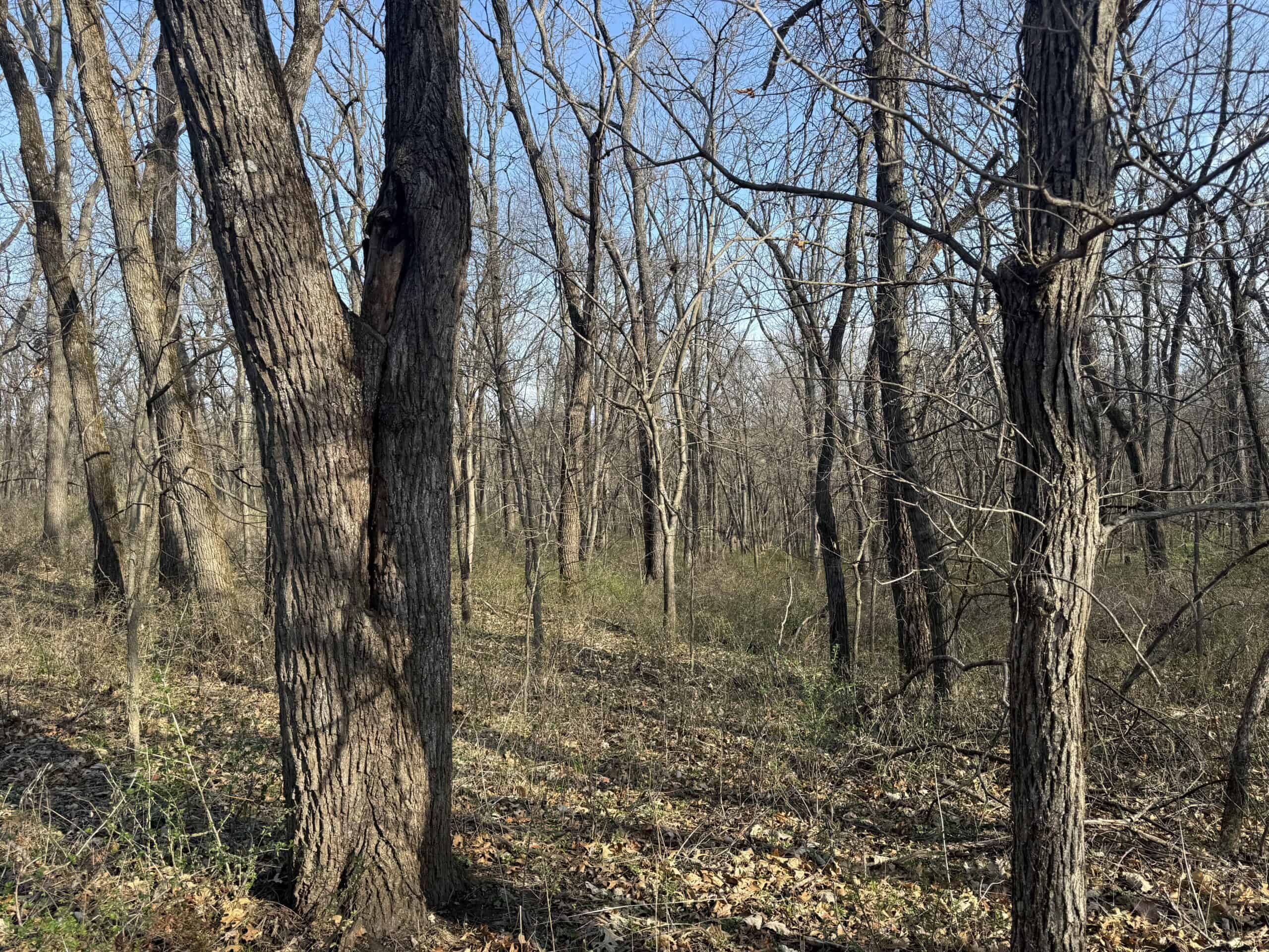 8 Acres of Timber – Great Hunting