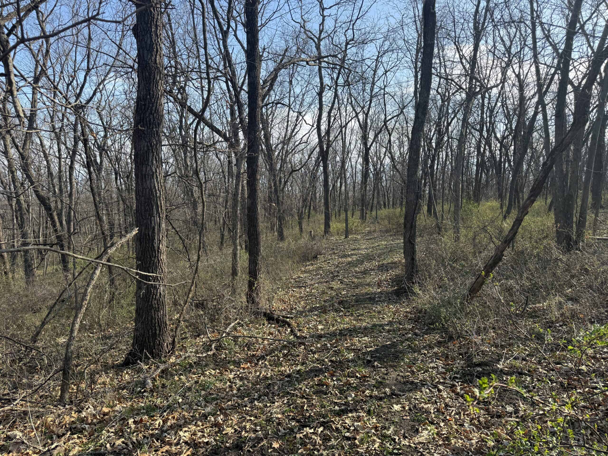 8 Acres of Timber – Great Hunting