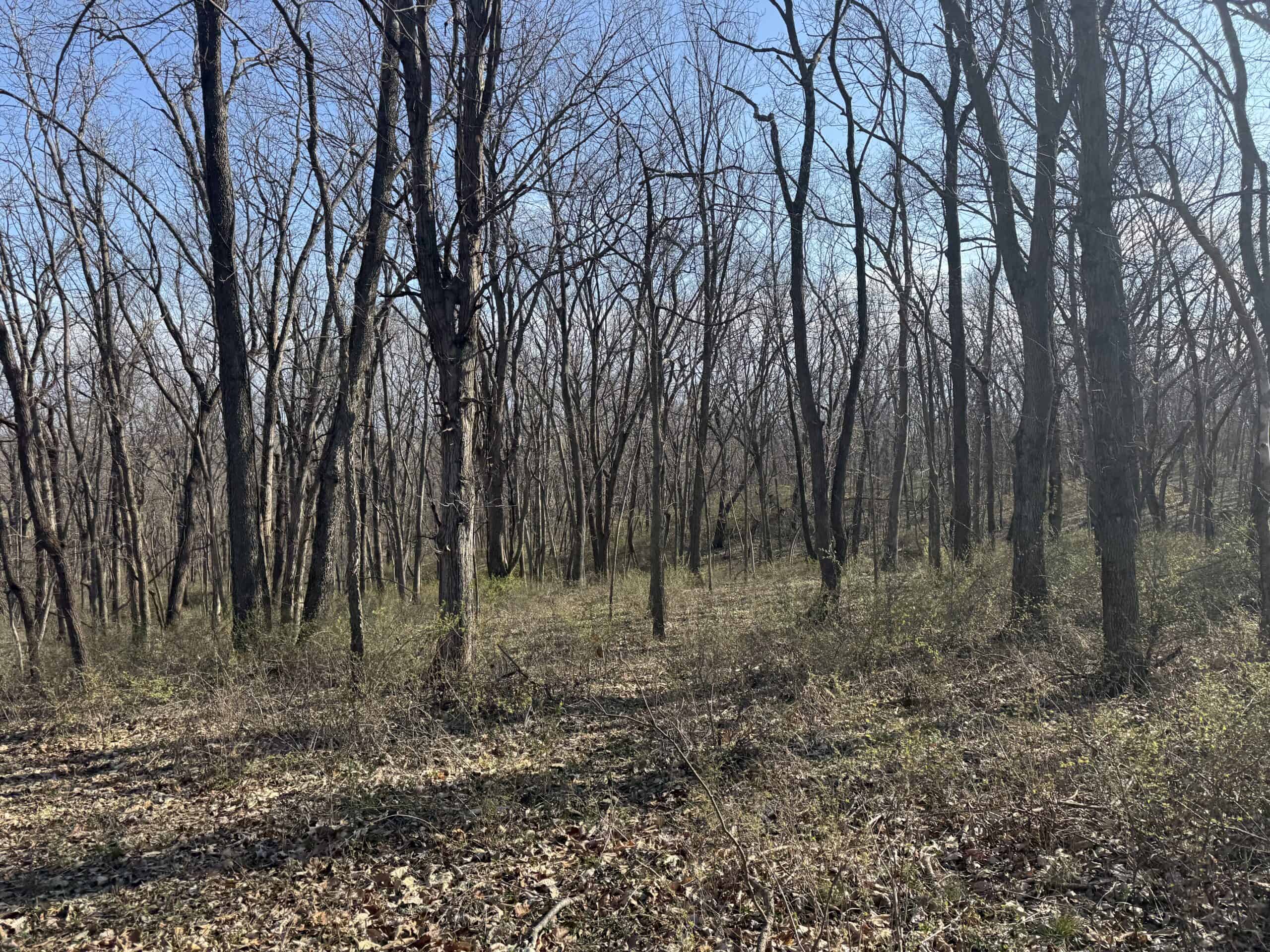 8 Acres of Timber – Great Hunting