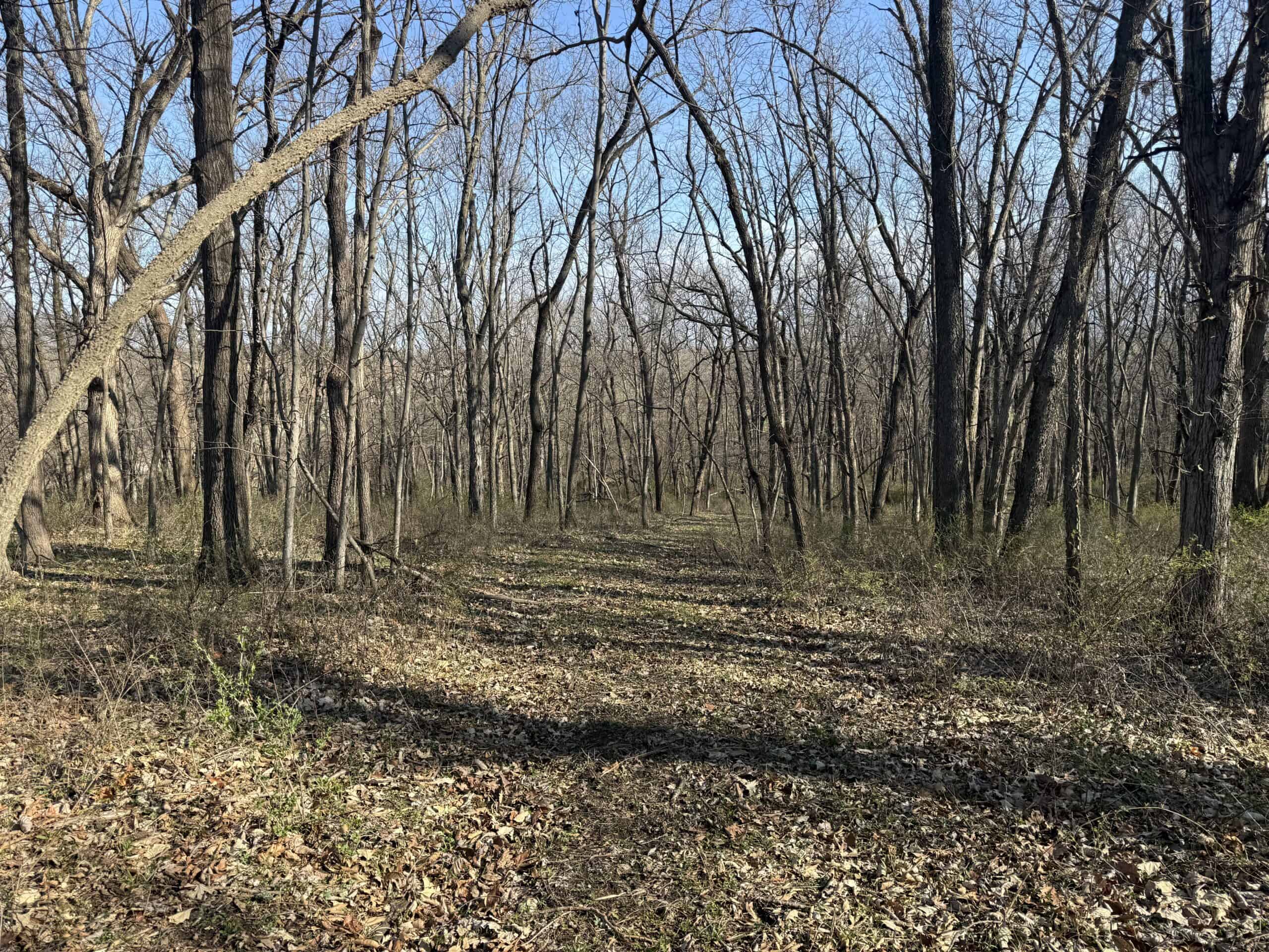 8 Acres of Timber – Great Hunting