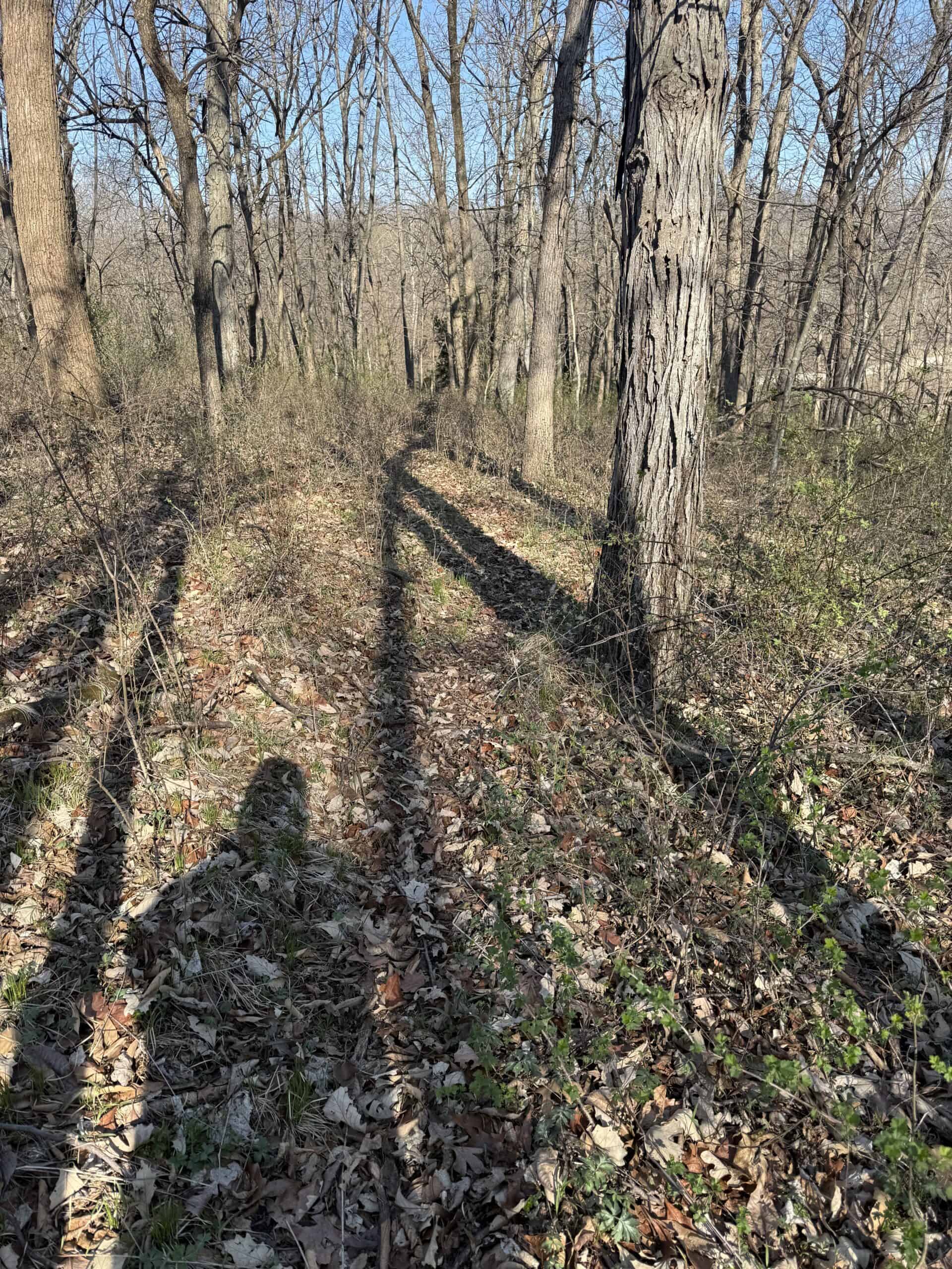 8 Acres of Timber – Great Hunting