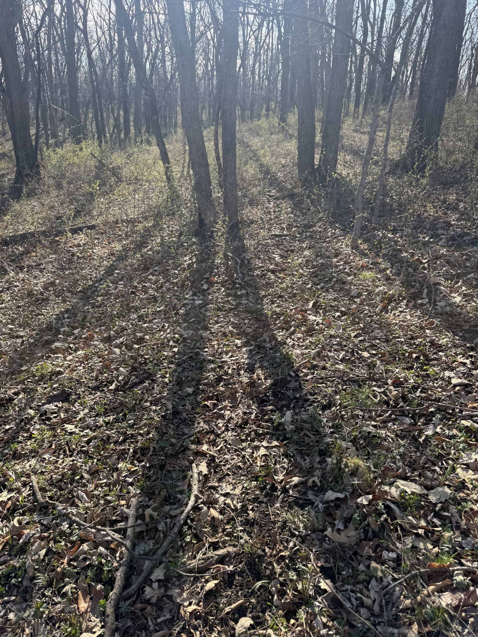8 Acres of Timber – Great Hunting