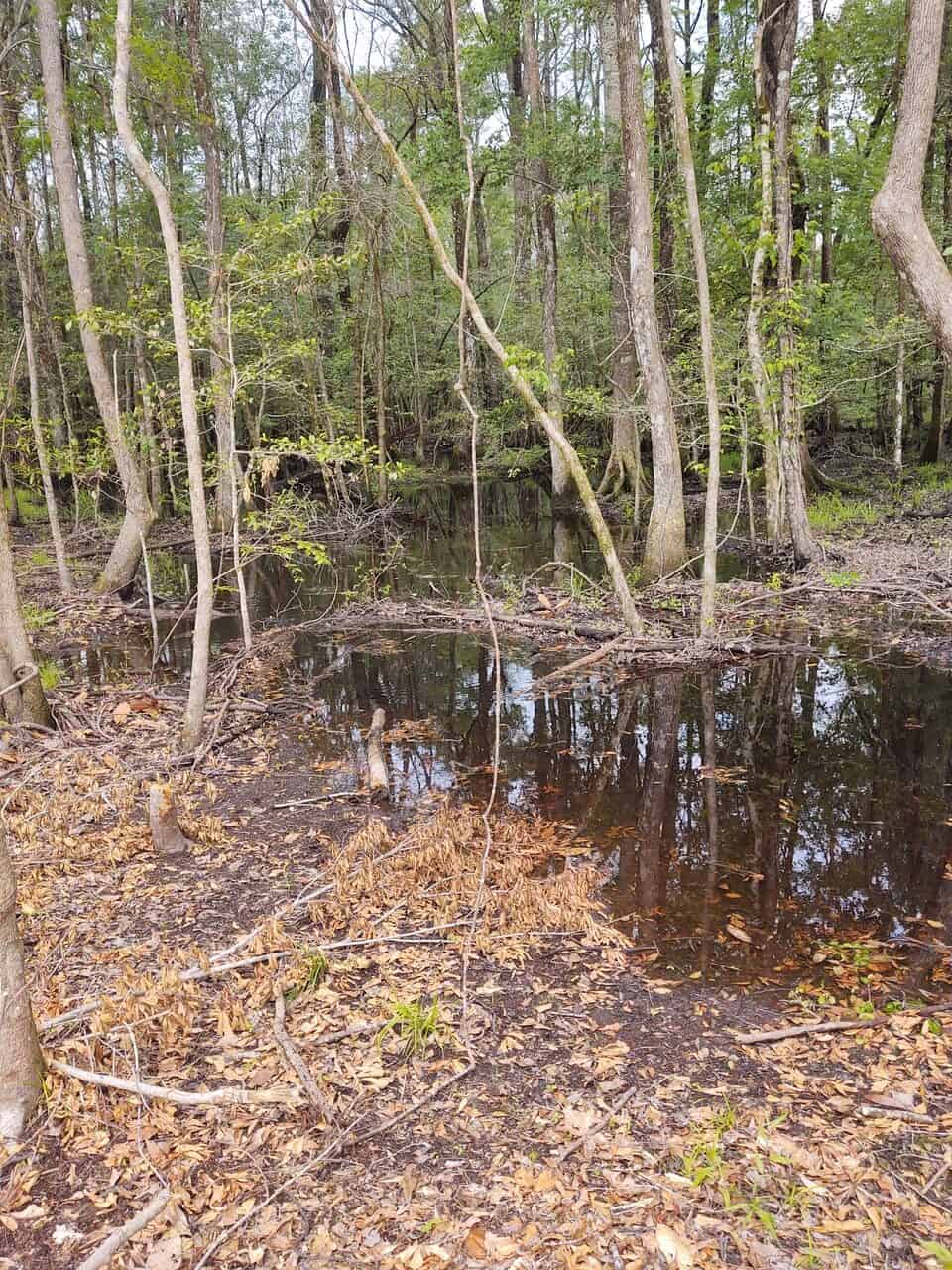 143-acre tract, positioned at the headwaters of the Ashepoo River